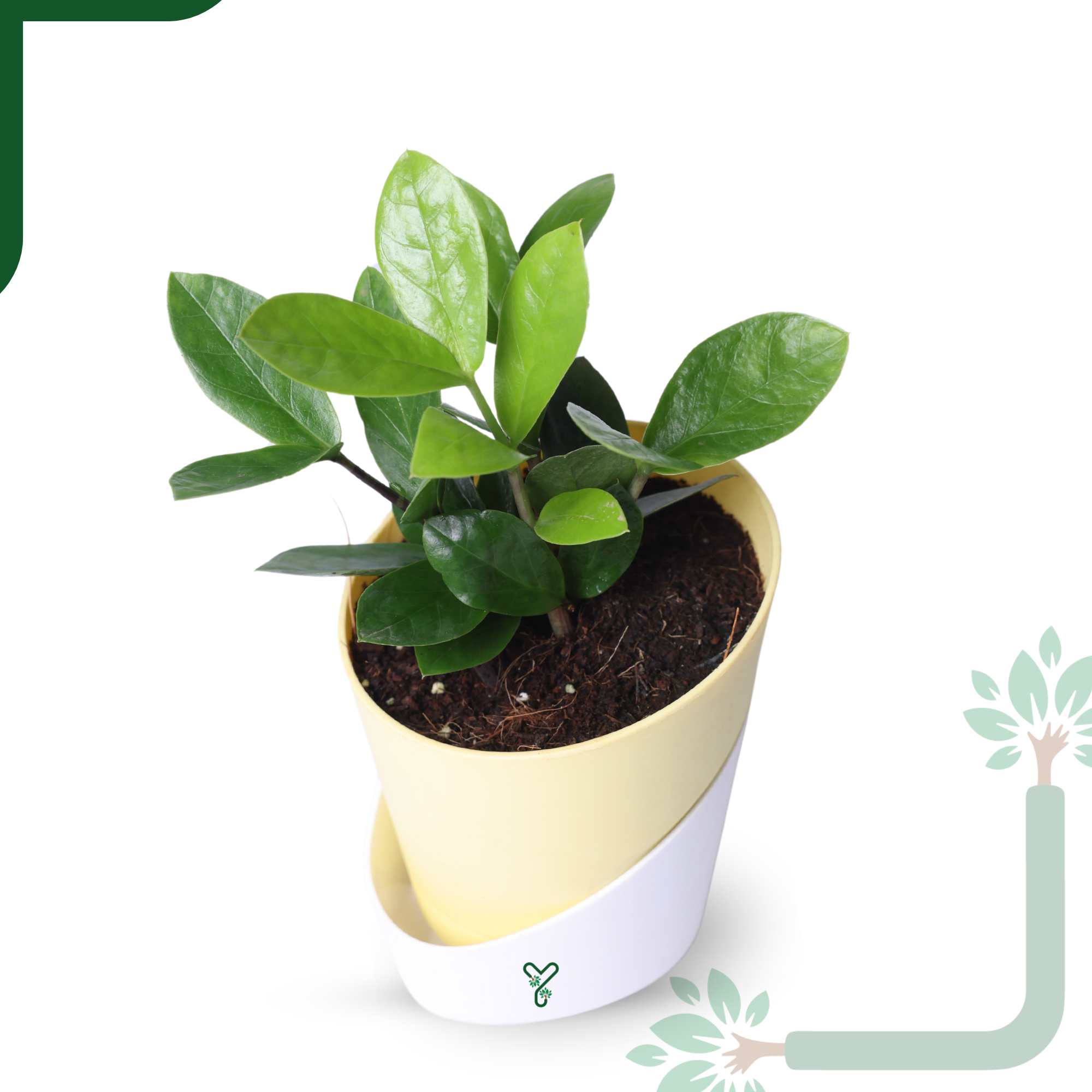 ZZ Green Plant (Zamioculcas Zamiifolia) - Easy Care & Air Purifying Indoor Plant_2
