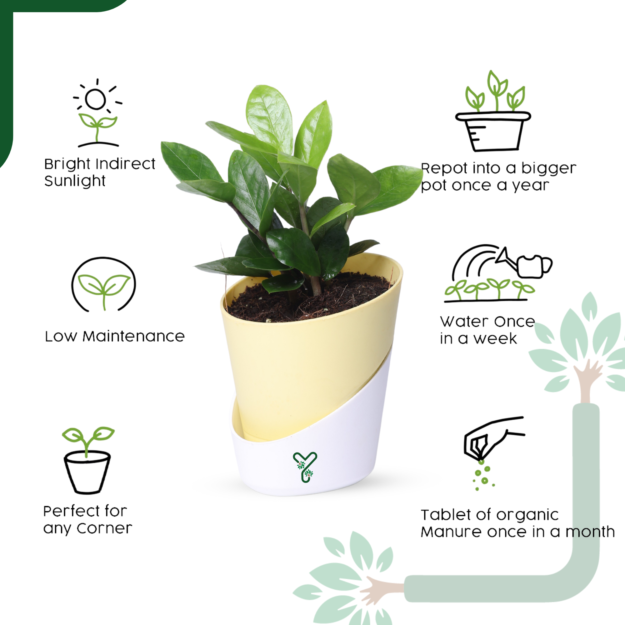 ZZ Green Plant (Zamioculcas Zamiifolia) - Easy Care & Air Purifying Indoor Plant_3
