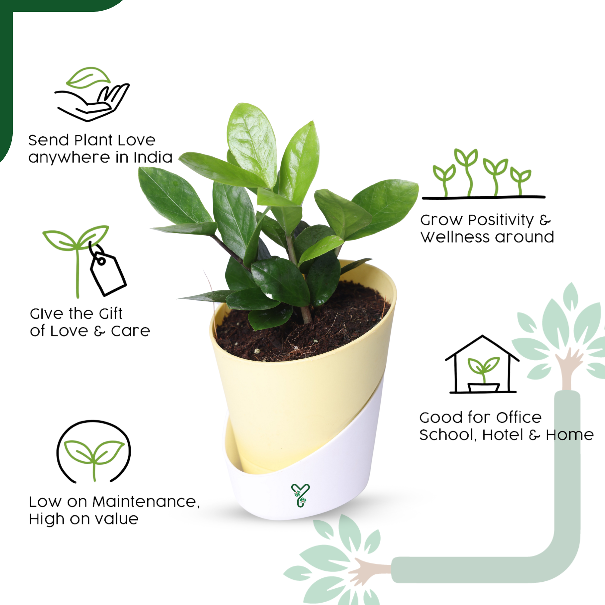 ZZ Green Plant (Zamioculcas Zamiifolia) - Easy Care & Air Purifying Indoor Plant_4