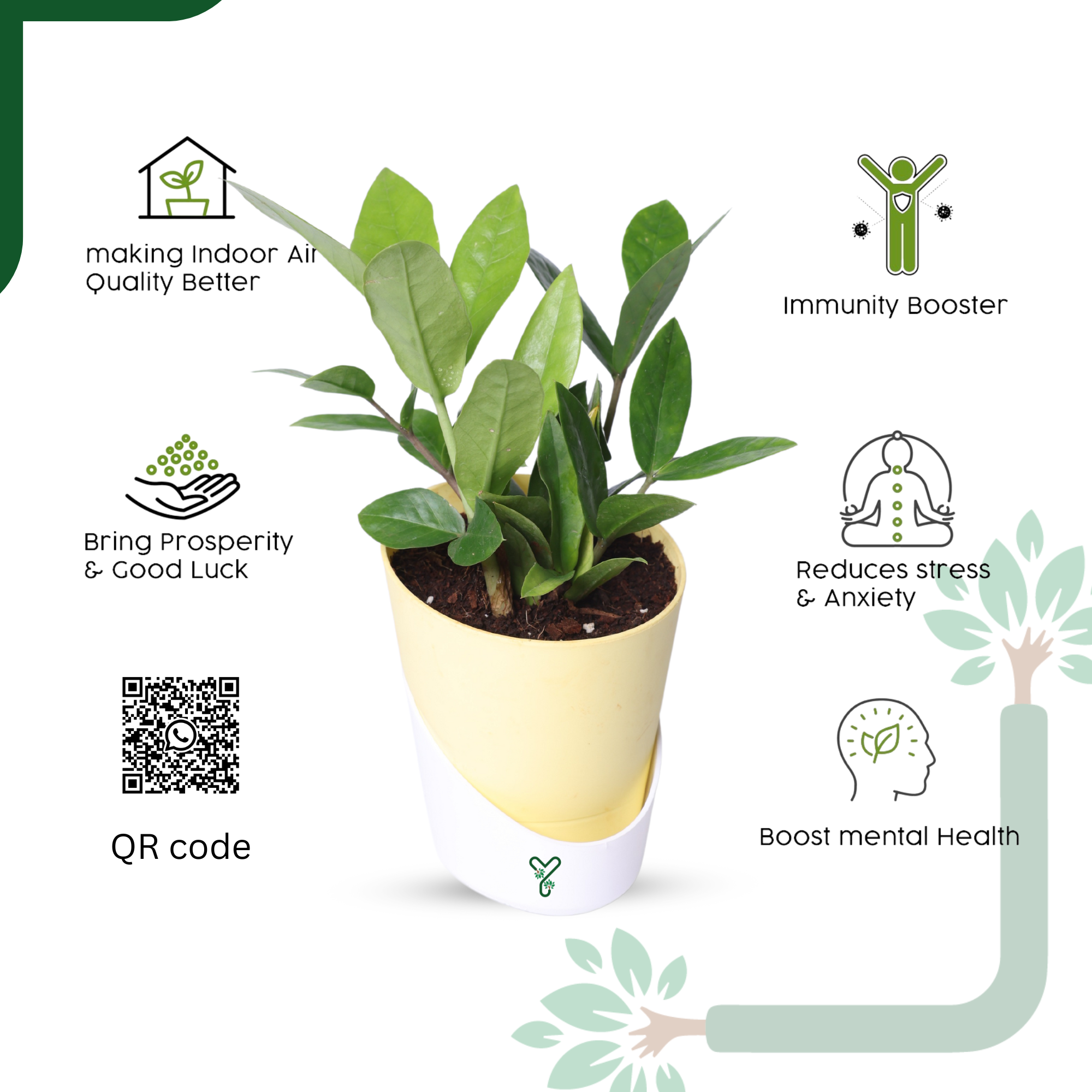 ZZ Green Plant (Zamioculcas Zamiifolia) - Easy Care & Air Purifying Indoor Plant_5