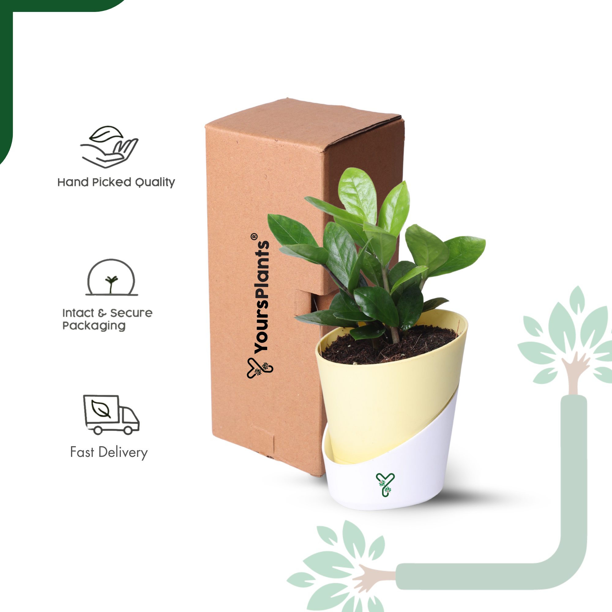 ZZ Green Plant (Zamioculcas Zamiifolia) - Easy Care & Air Purifying Indoor Plant_6