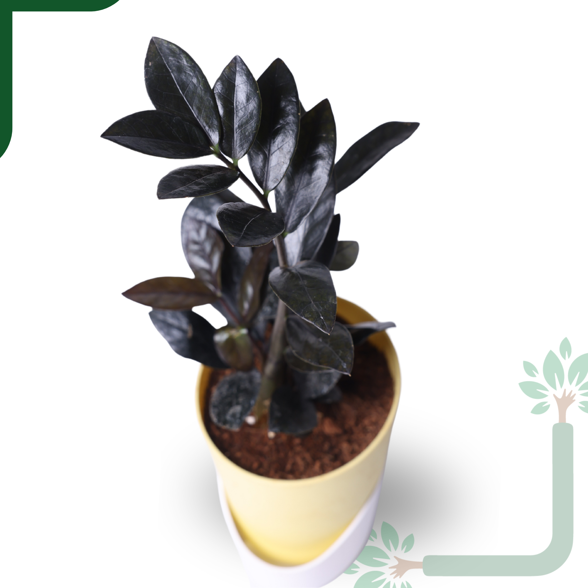 ZZ Black Plant- Low Light, Air Purifying & Indestructible Indoor Plant_1