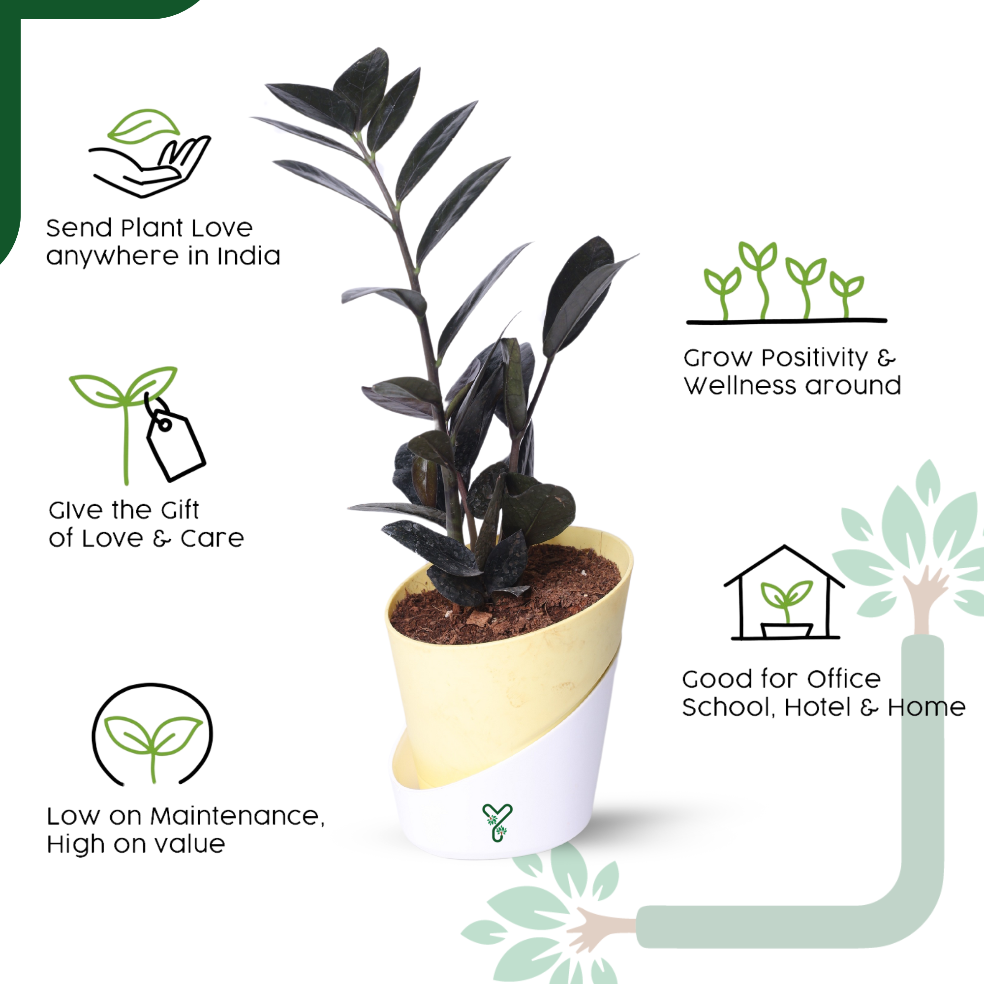  ZZ Black Plant- Low Light, Air Purifying & Indestructible Indoor Plant_3