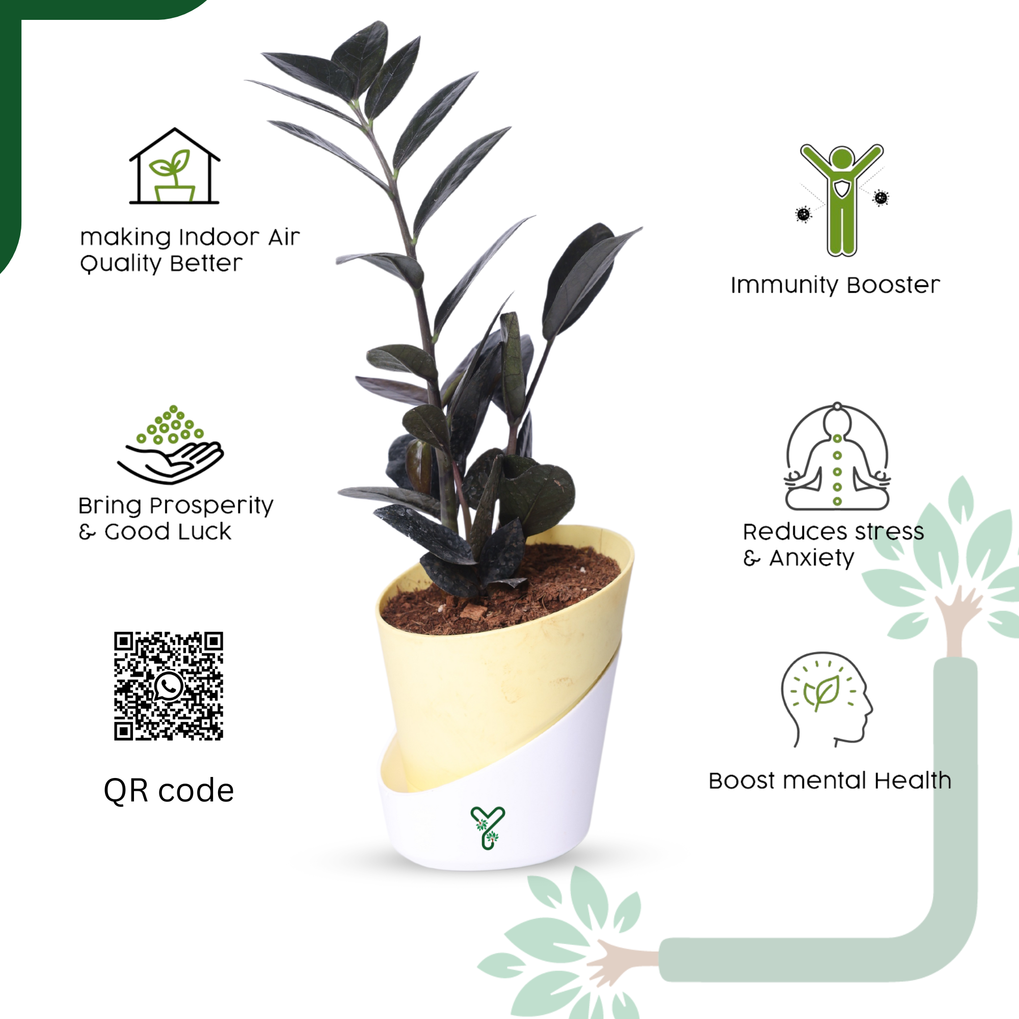  ZZ Black Plant- Low Light, Air Purifying & Indestructible Indoor Plant_4