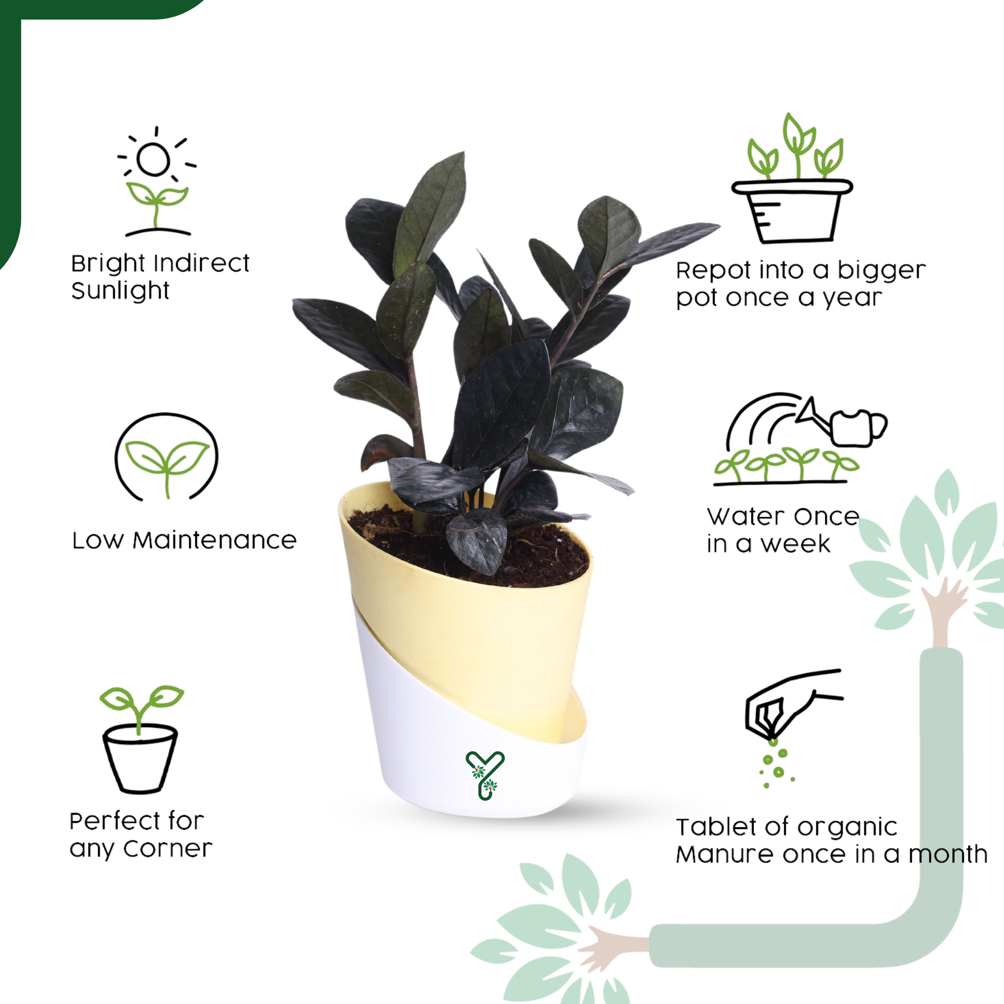  ZZ Black Plant- Low Light, Air Purifying & Indestructible Indoor Plant_5