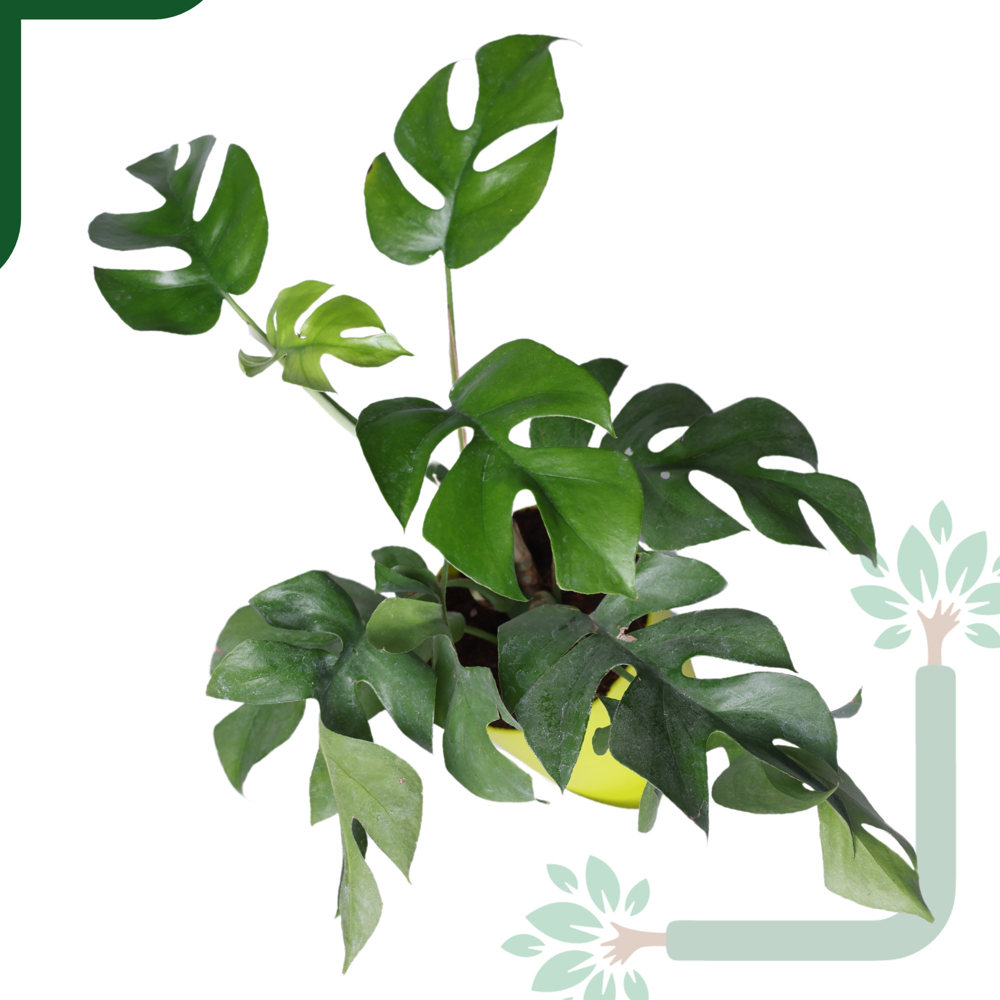 Monstera Siltepecana Live Plant - Rare Beauty, Air Purifying & Easy Care_1