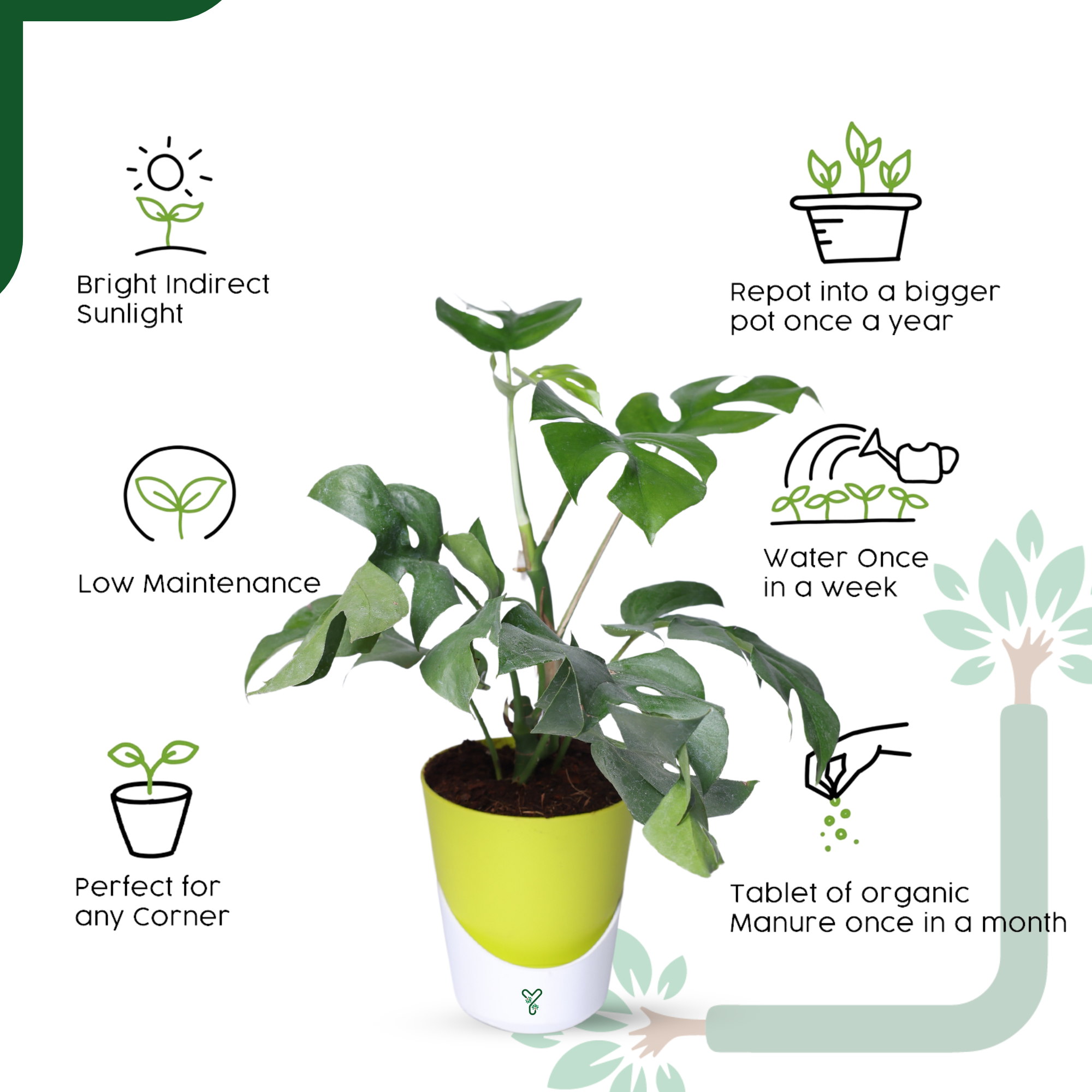 Monstera Siltepecana Live Plant - Rare Beauty, Air Purifying & Easy Care_2