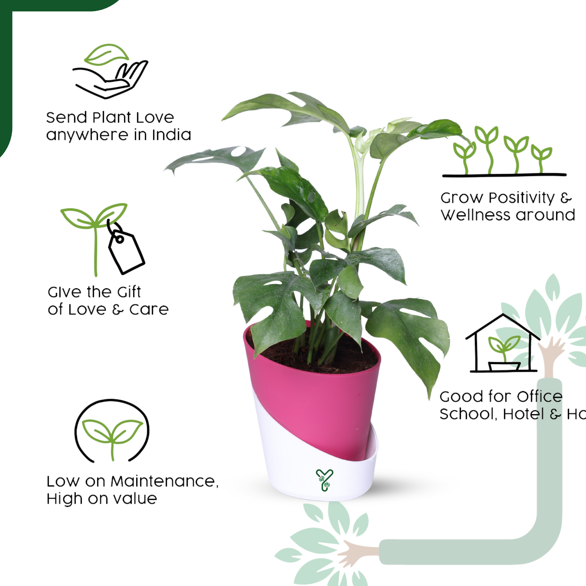 Monstera Siltepecana Live Plant - Rare Beauty, Air Purifying & Easy Care_5