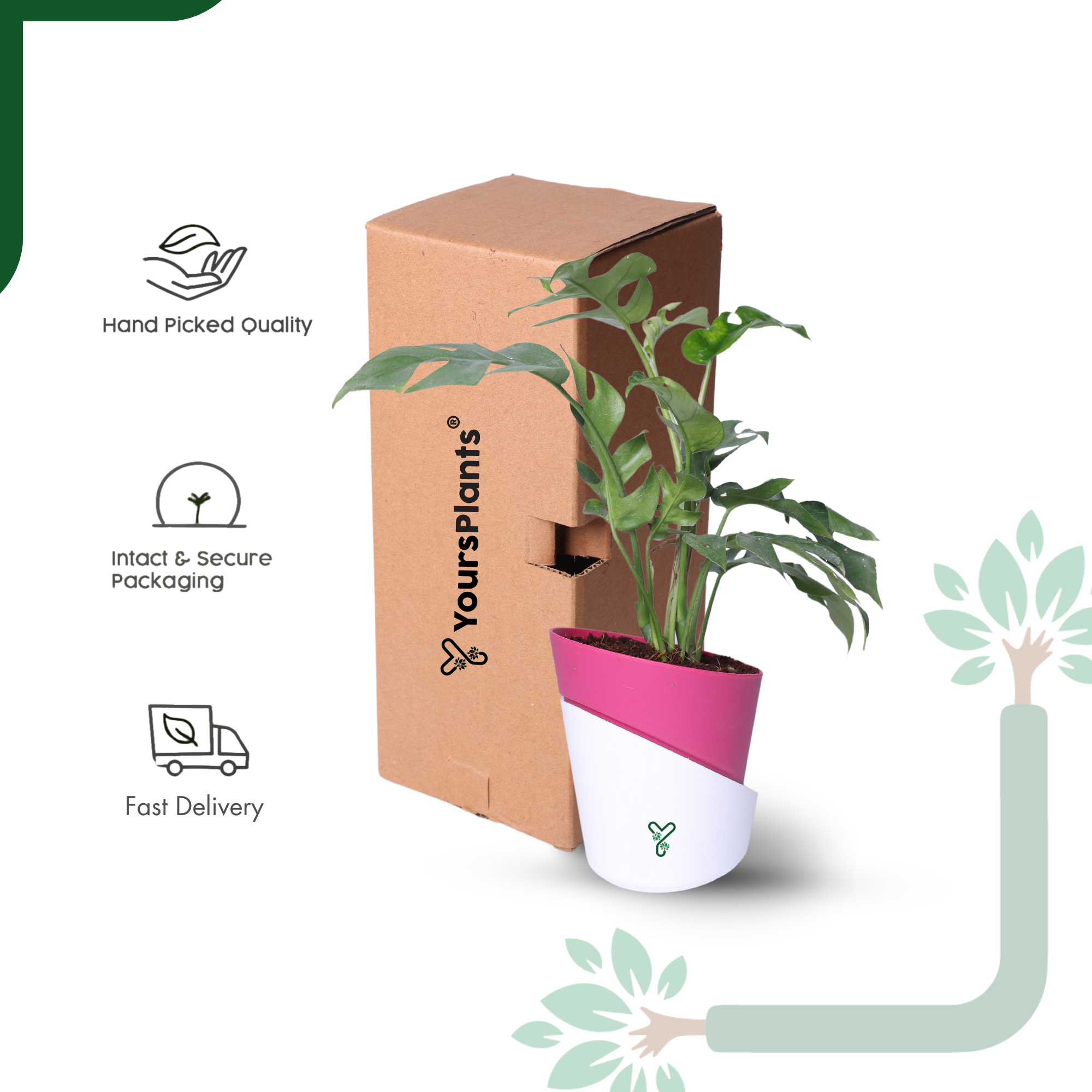 Monstera Siltepecana Live Plant - Rare Beauty, Air Purifying & Easy Care_6