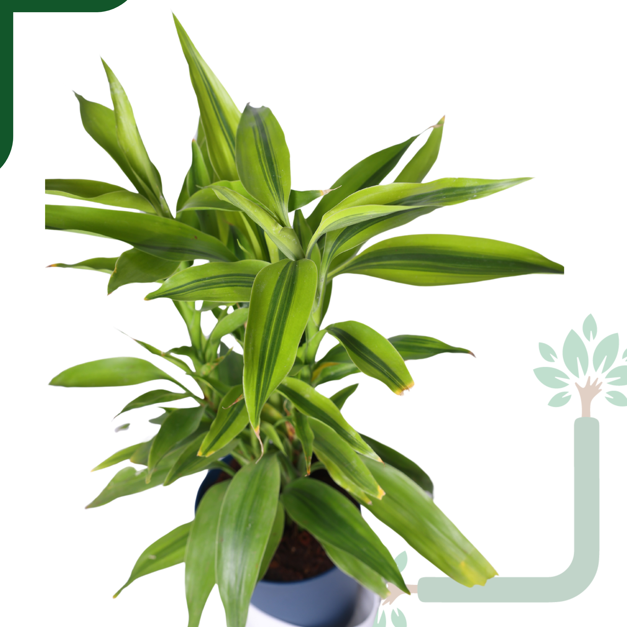 Lucky Bamboo Variegated Green - Vastu Compliant, Good Luck Plant & Easy Care_1