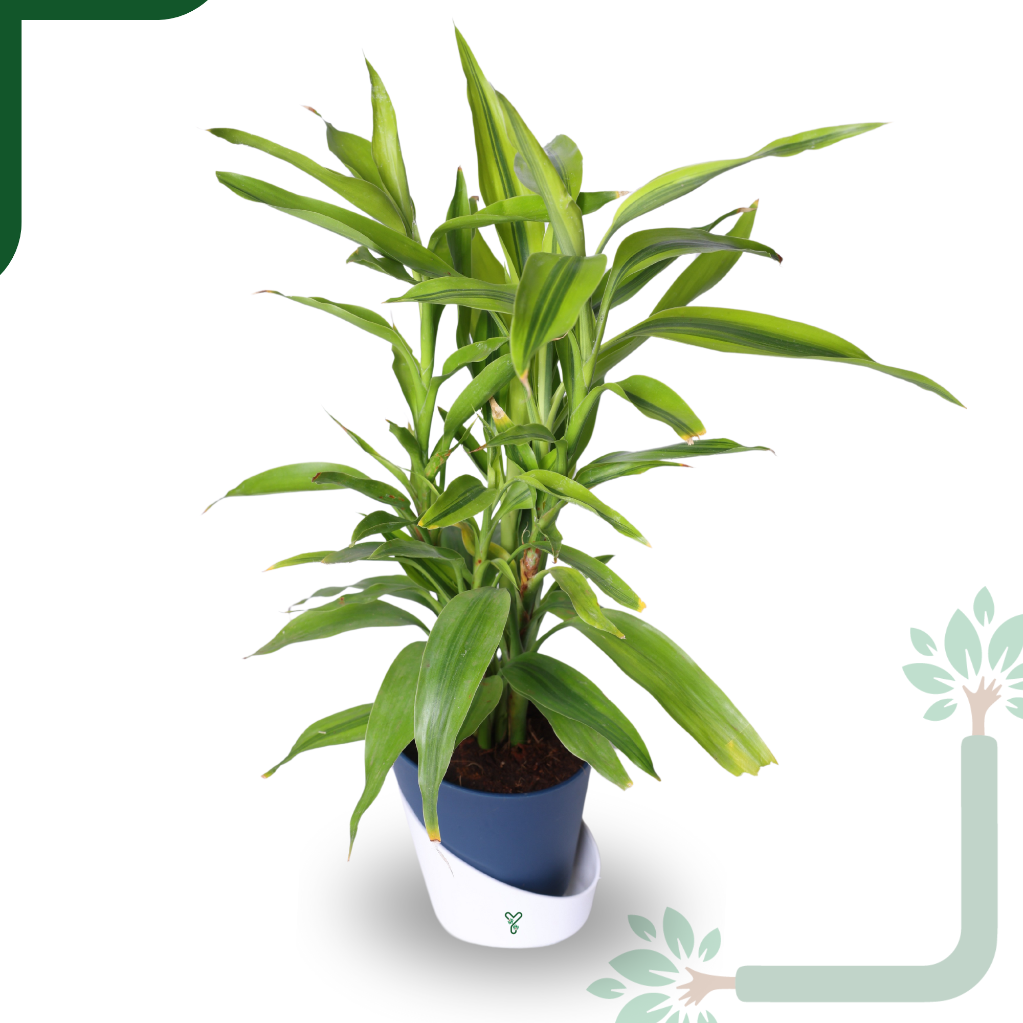 Lucky Bamboo Variegated Green - Vastu Compliant, Good Luck Plant & Easy Care_2