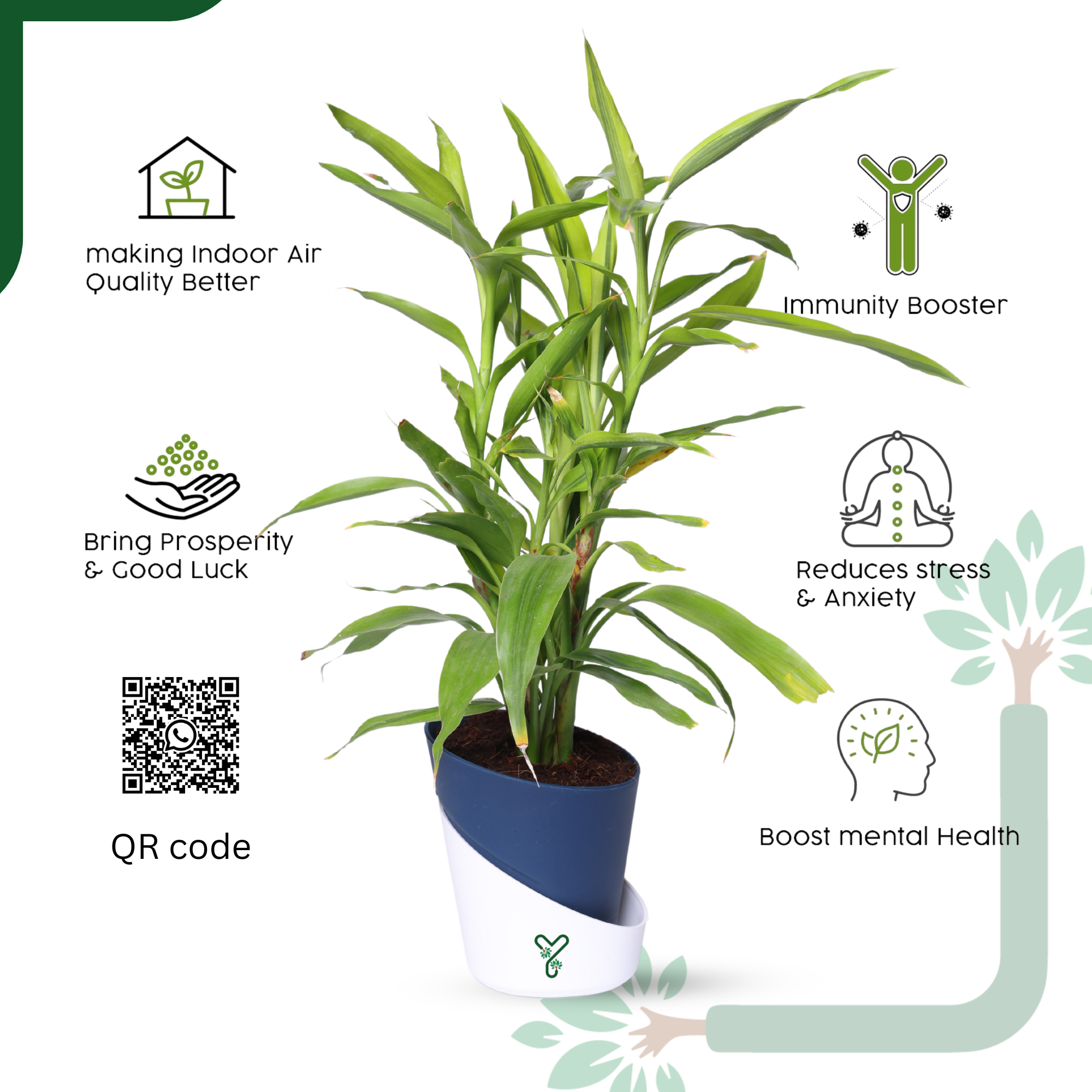 Lucky Bamboo Variegated Green - Vastu Compliant, Good Luck Plant & Easy Care_4
