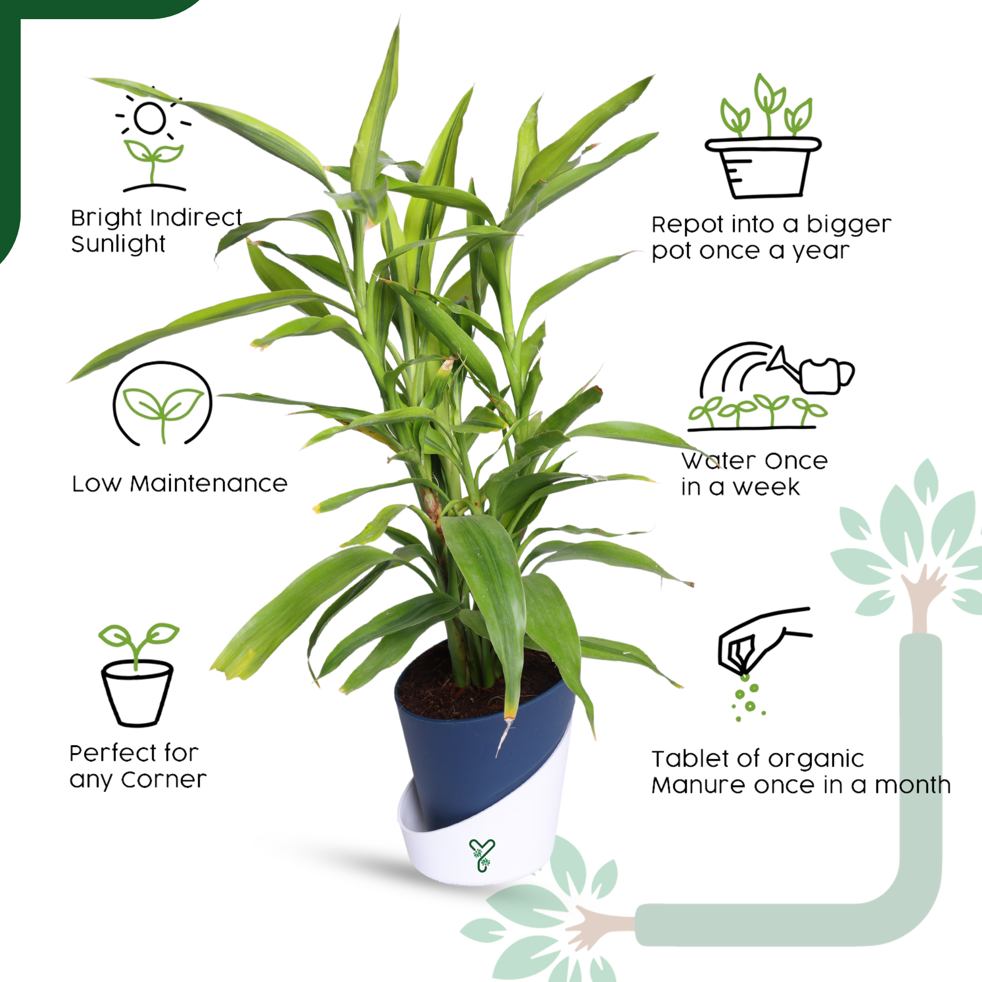 Lucky Bamboo Variegated Green - Vastu Compliant, Good Luck Plant & Easy Care_5