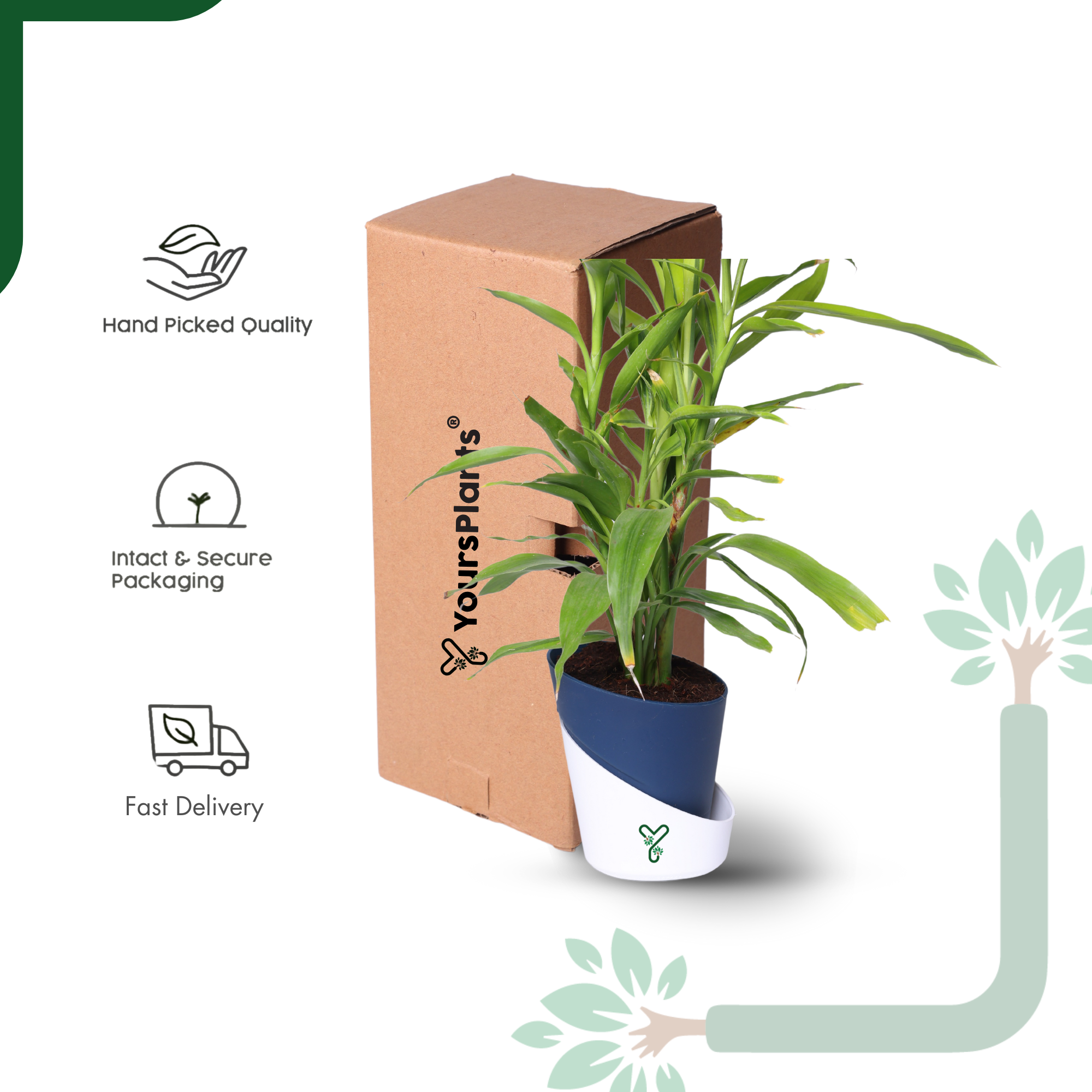 Lucky Bamboo Variegated Green - Vastu Compliant, Good Luck Plant & Easy Care_6