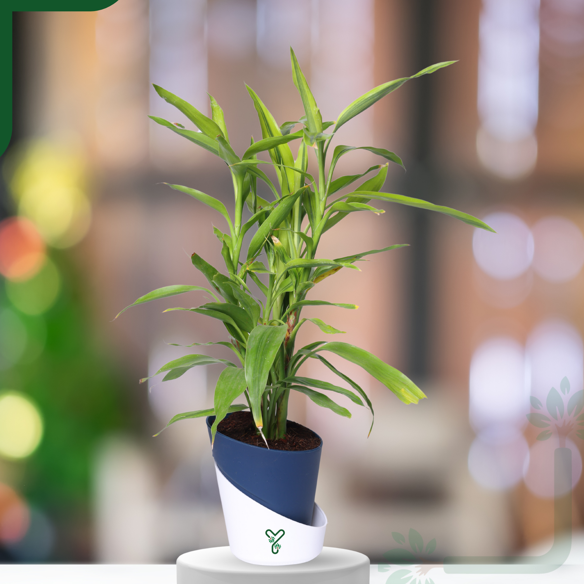 Lucky Bamboo Variegated Green - Vastu Compliant, Good Luck Plant & Easy Care_7