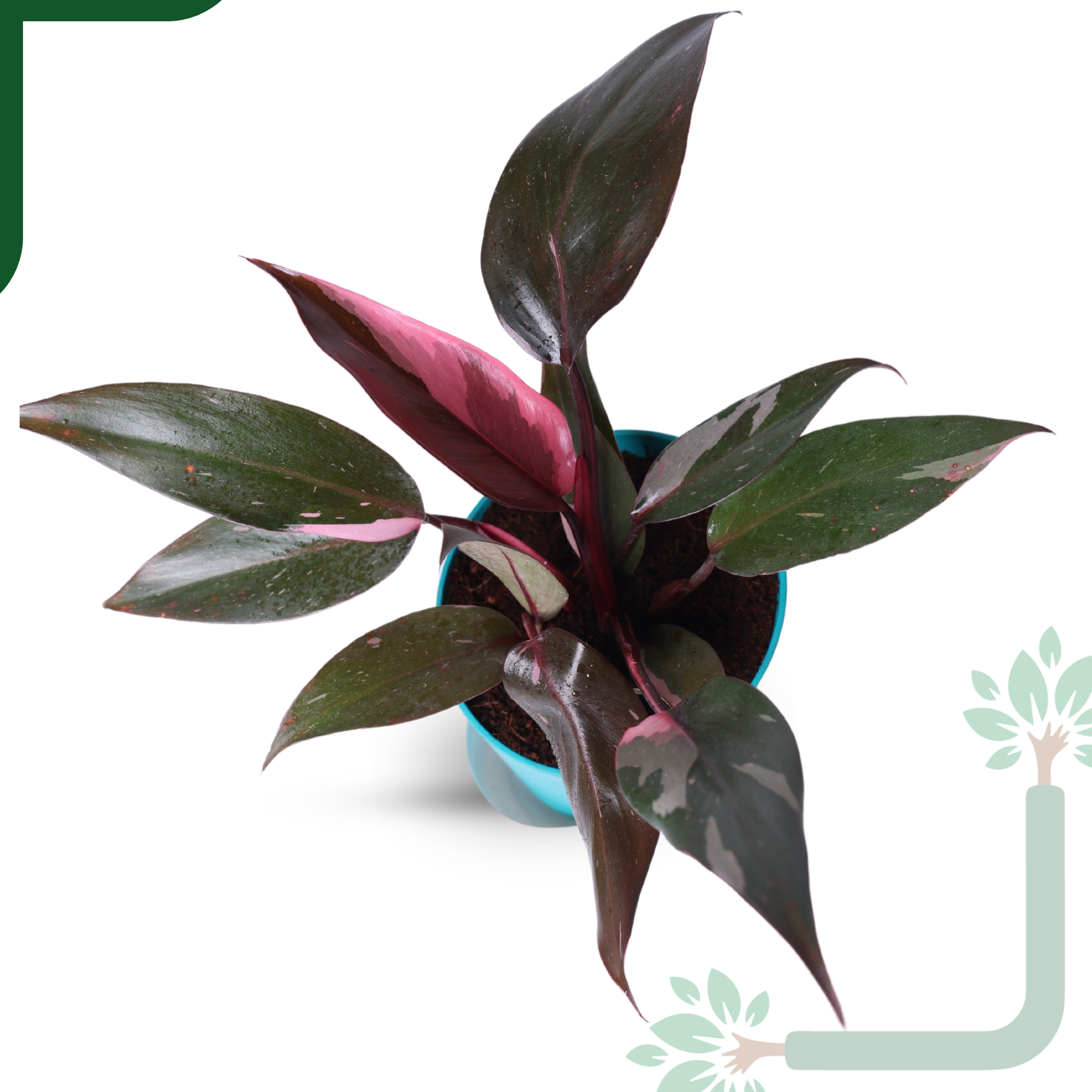 Philodendron Pink Princess Live Plant - Rare Beauty, Vastu Positive & Easy Care Indoor Plant_1