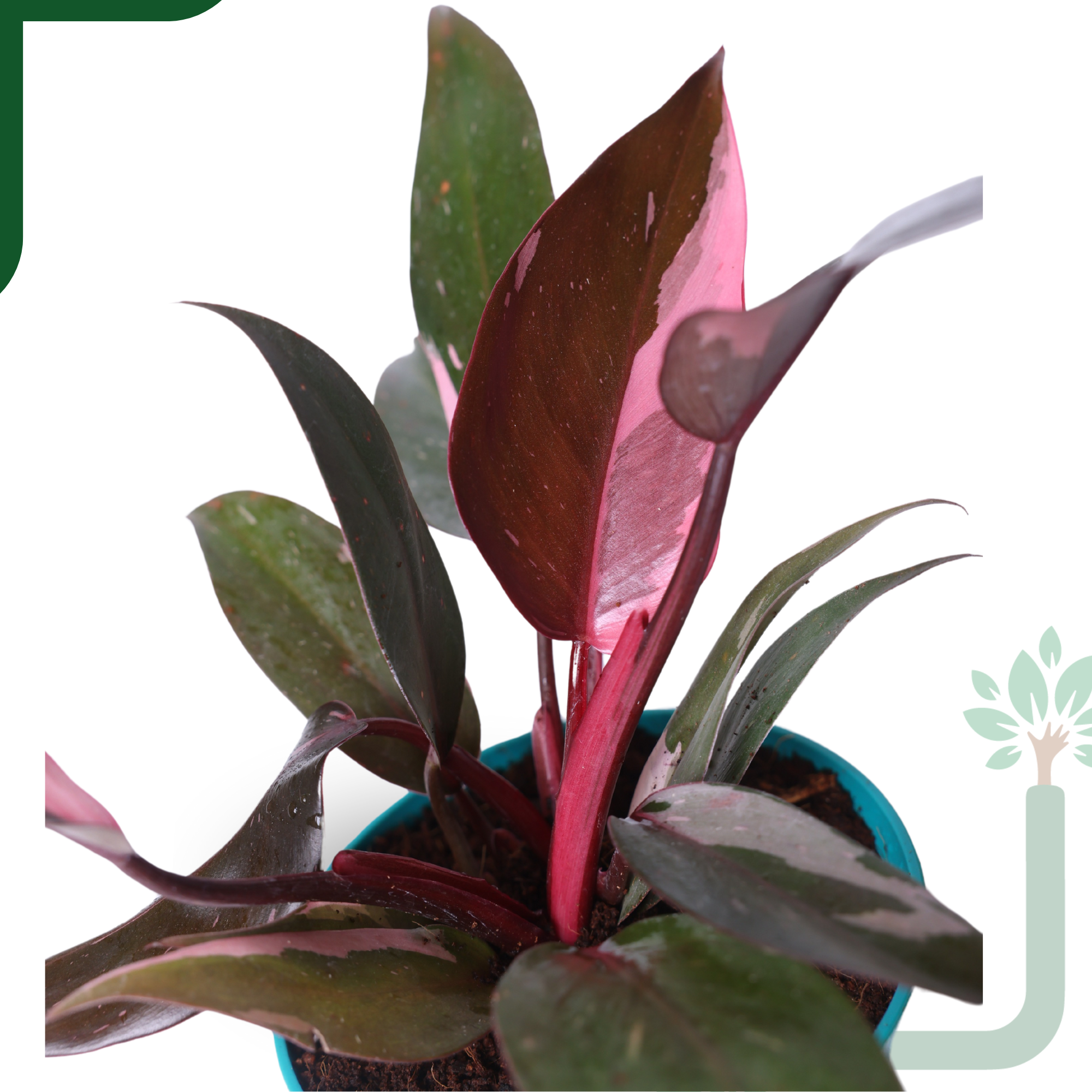 Philodendron Pink Princess Live Plant - Rare Beauty, Vastu Positive & Easy Care Indoor Plant_2
