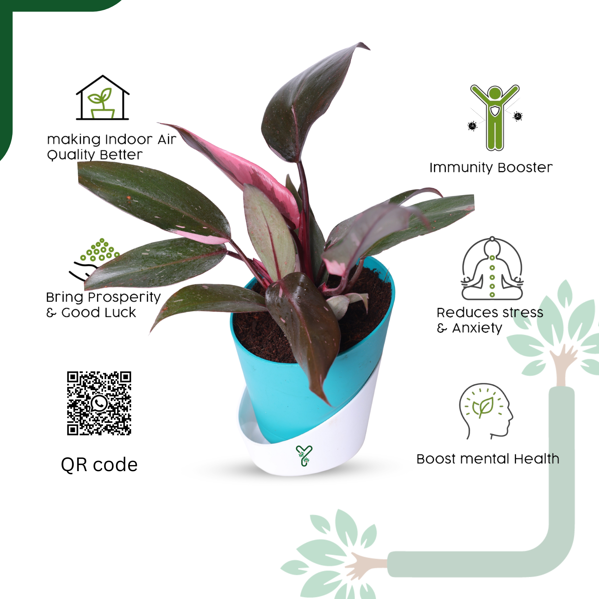 Philodendron Pink Princess Live Plant - Rare Beauty, Vastu Positive & Easy Care Indoor Plant_3