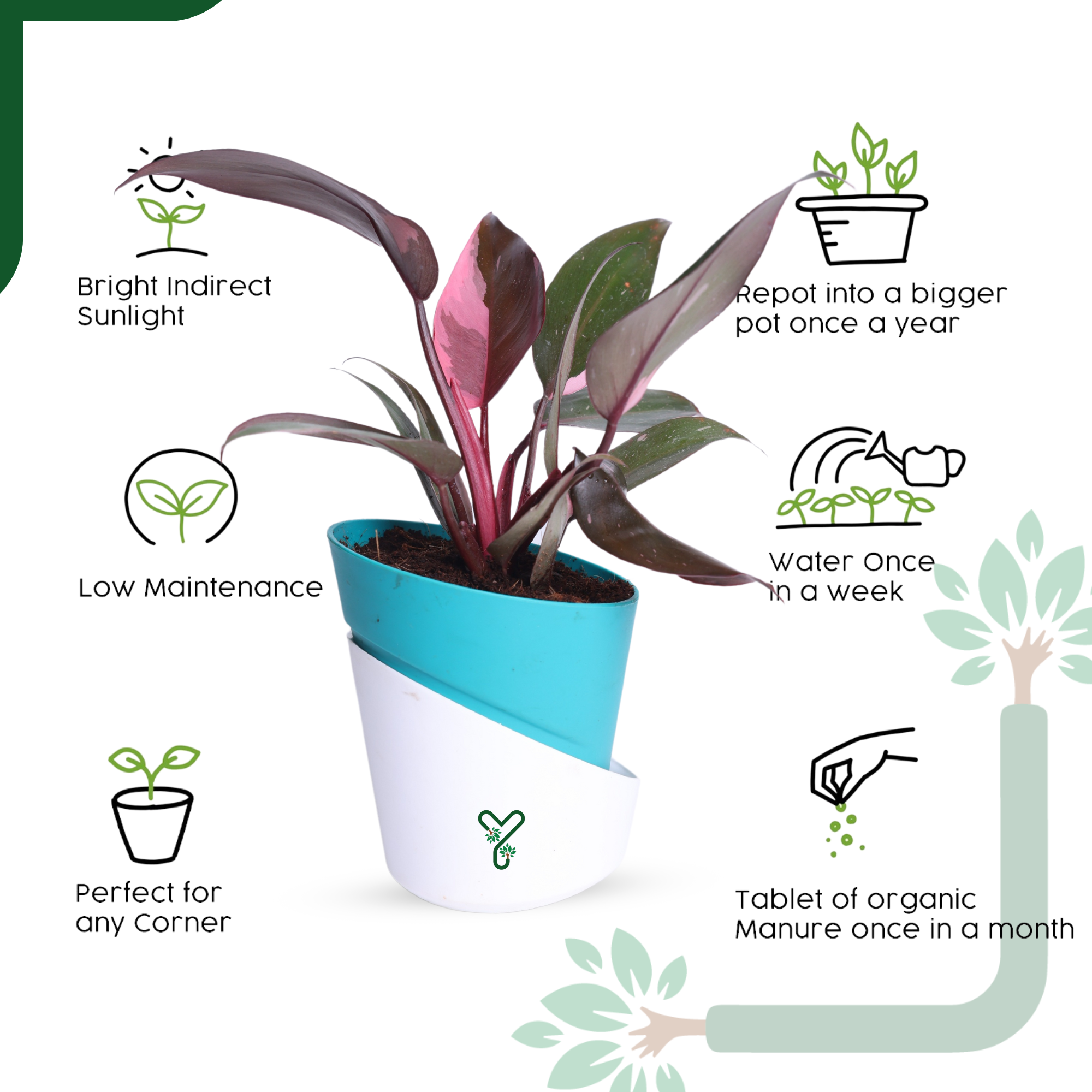 Philodendron Pink Princess Live Plant - Rare Beauty, Vastu Positive & Easy Care Indoor Plant_4