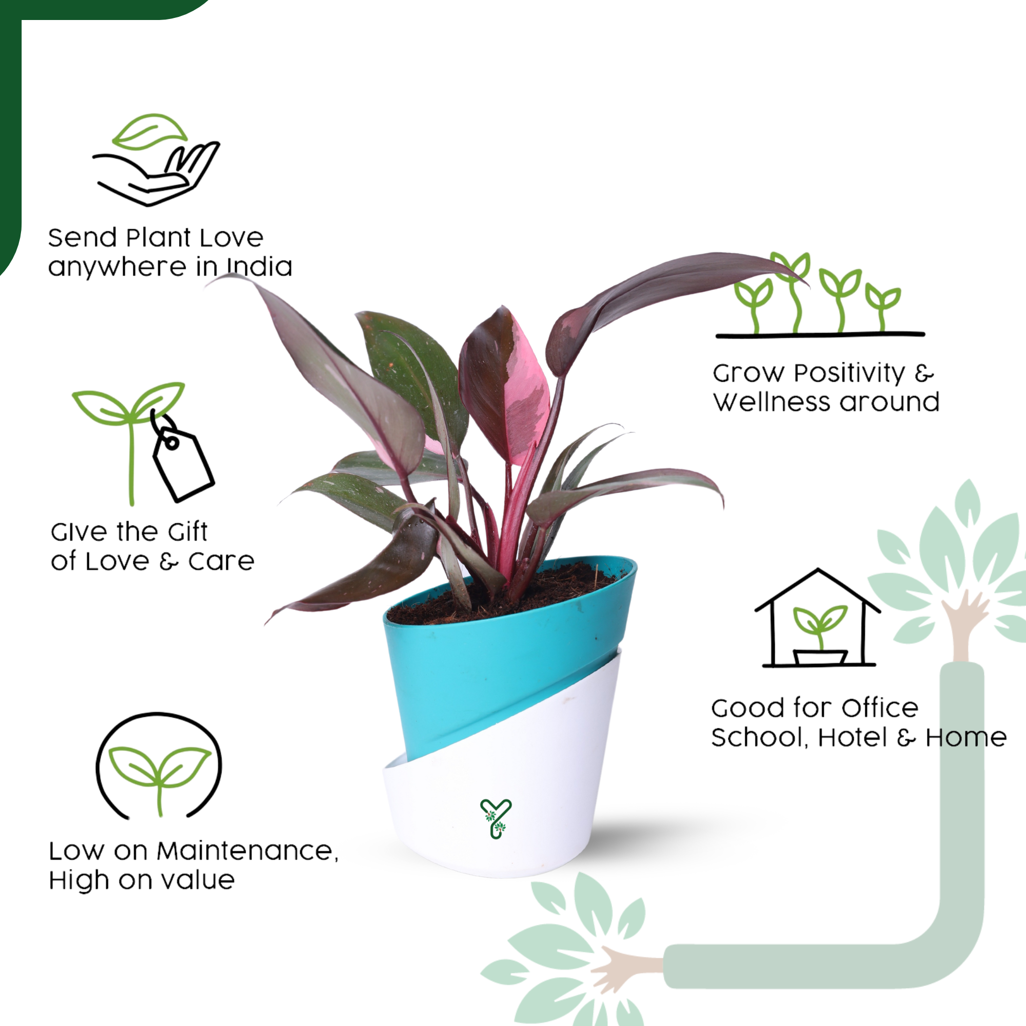 Philodendron Pink Princess Live Plant - Rare Beauty, Vastu Positive & Easy Care Indoor Plant_5