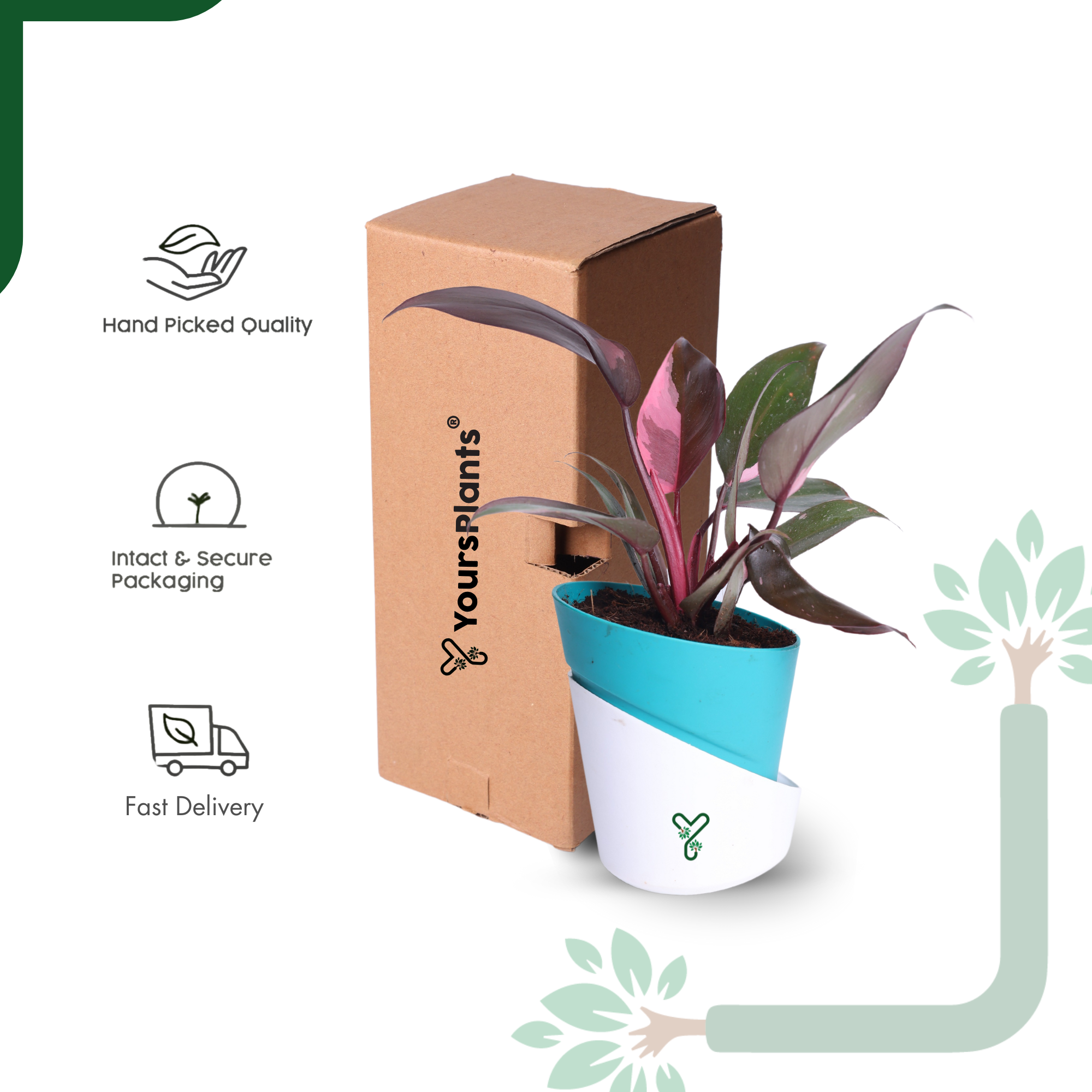Philodendron Pink Princess Live Plant - Rare Beauty, Vastu Positive & Easy Care Indoor Plant_6