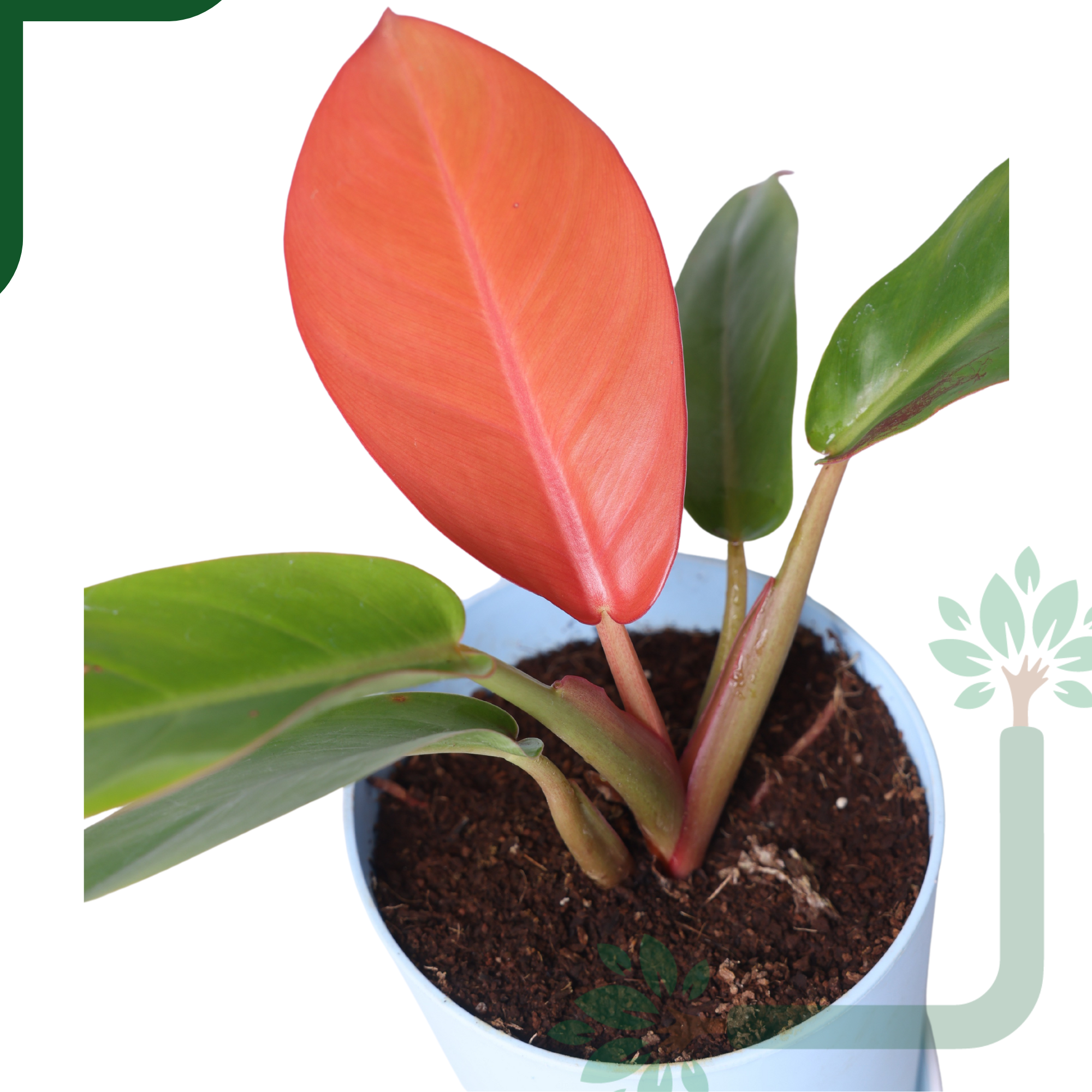 Philodendron Prince of Orange Live Plant - Vibrant Foliage & Auspicious Home Decor_1