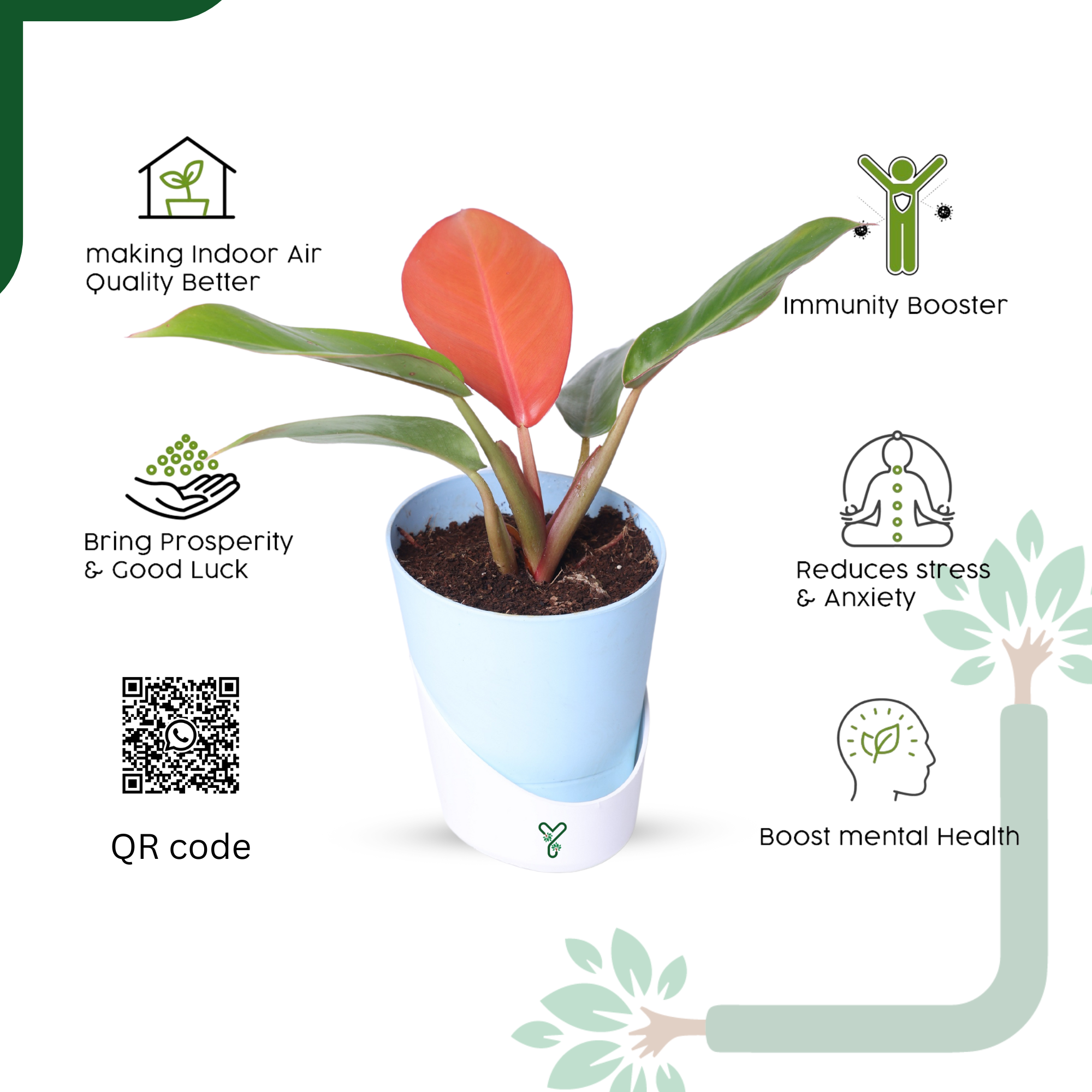 Philodendron Prince of Orange Live Plant - Vibrant Foliage & Auspicious Home Decor_2