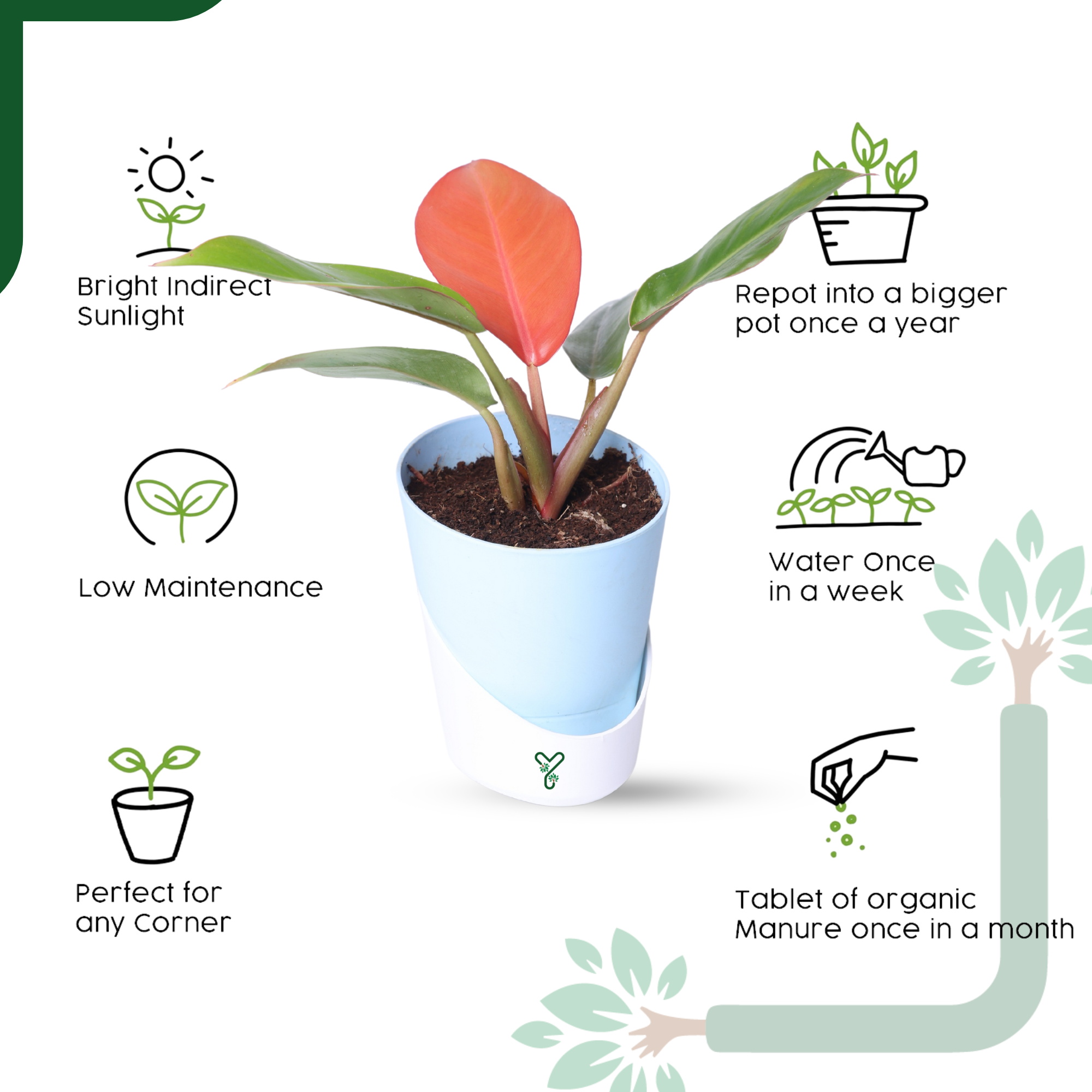 Philodendron Prince of Orange Live Plant - Vibrant Foliage & Auspicious Home Decor_3