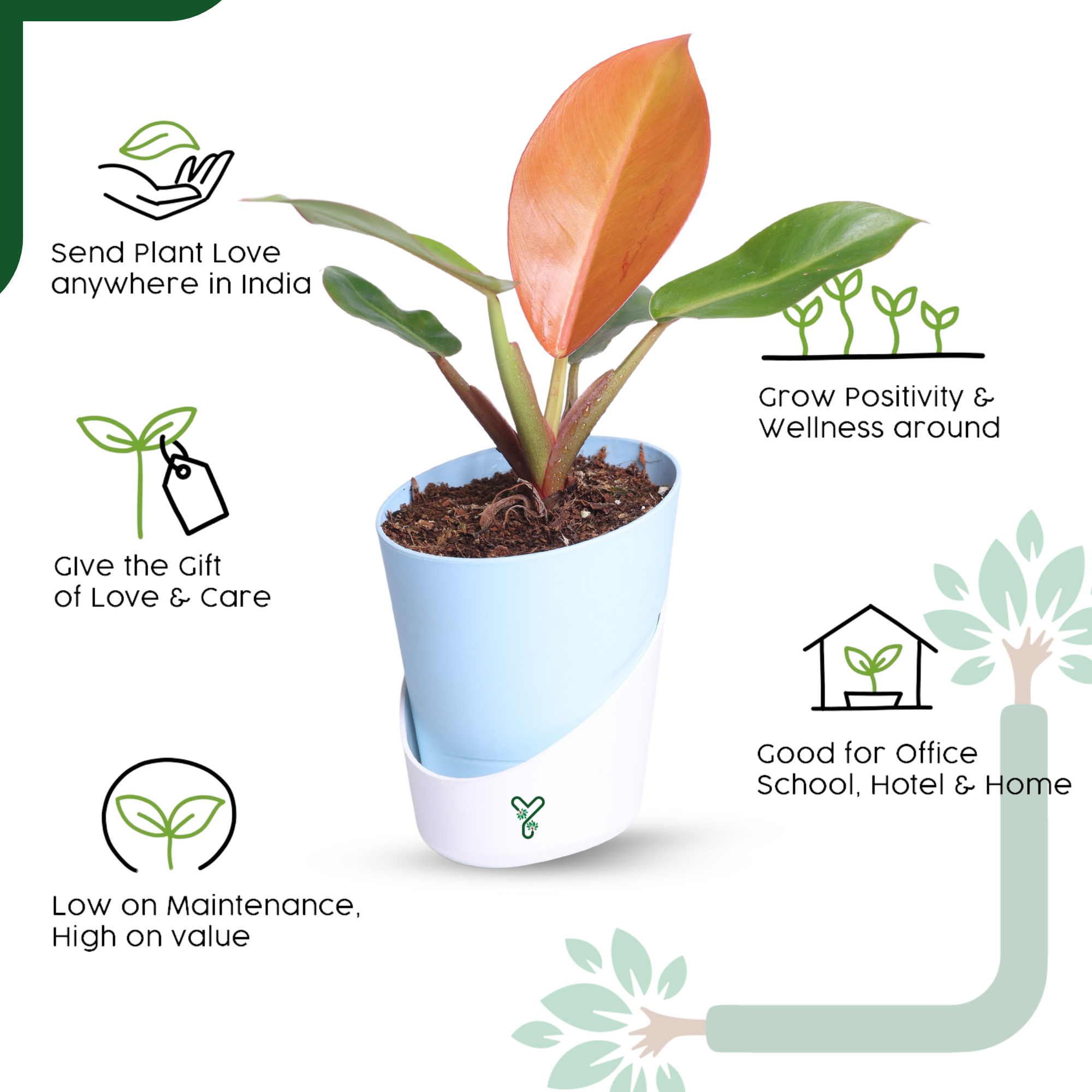 Philodendron Prince of Orange Live Plant - Vibrant Foliage & Auspicious Home Decor_4