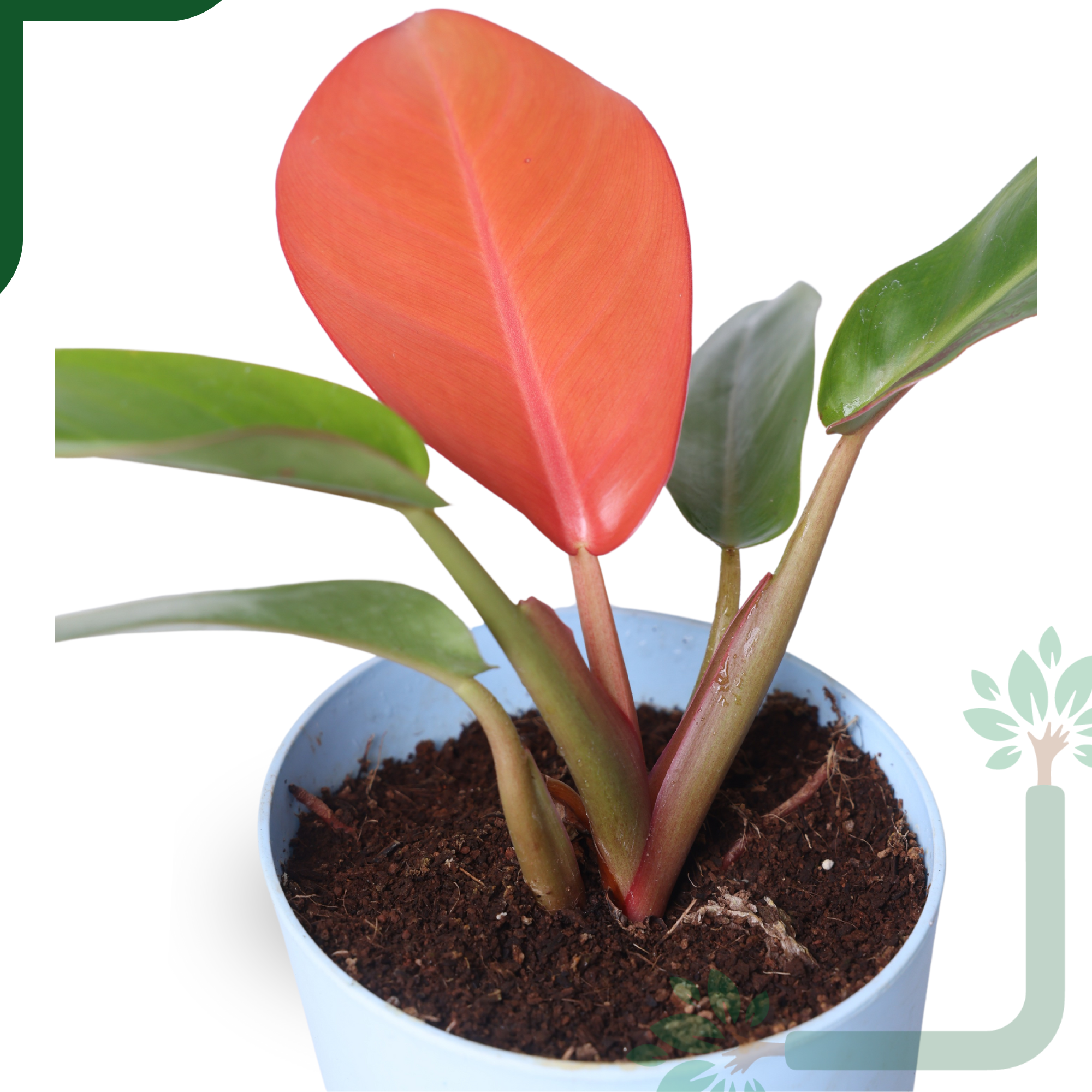 Philodendron Prince of Orange Live Plant - Vibrant Foliage & Auspicious Home Decor_5