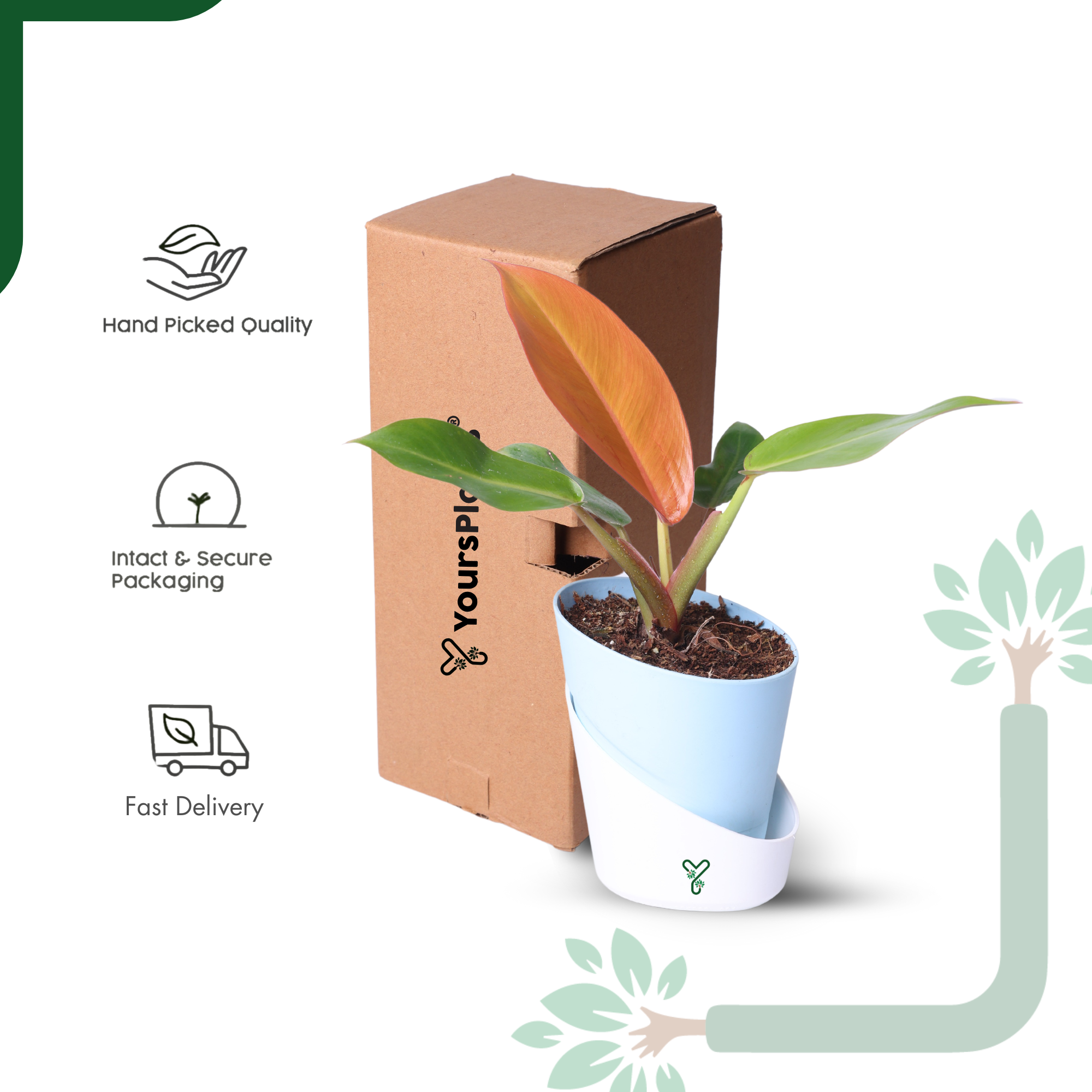 Philodendron Prince of Orange Live Plant - Vibrant Foliage & Auspicious Home Decor_6