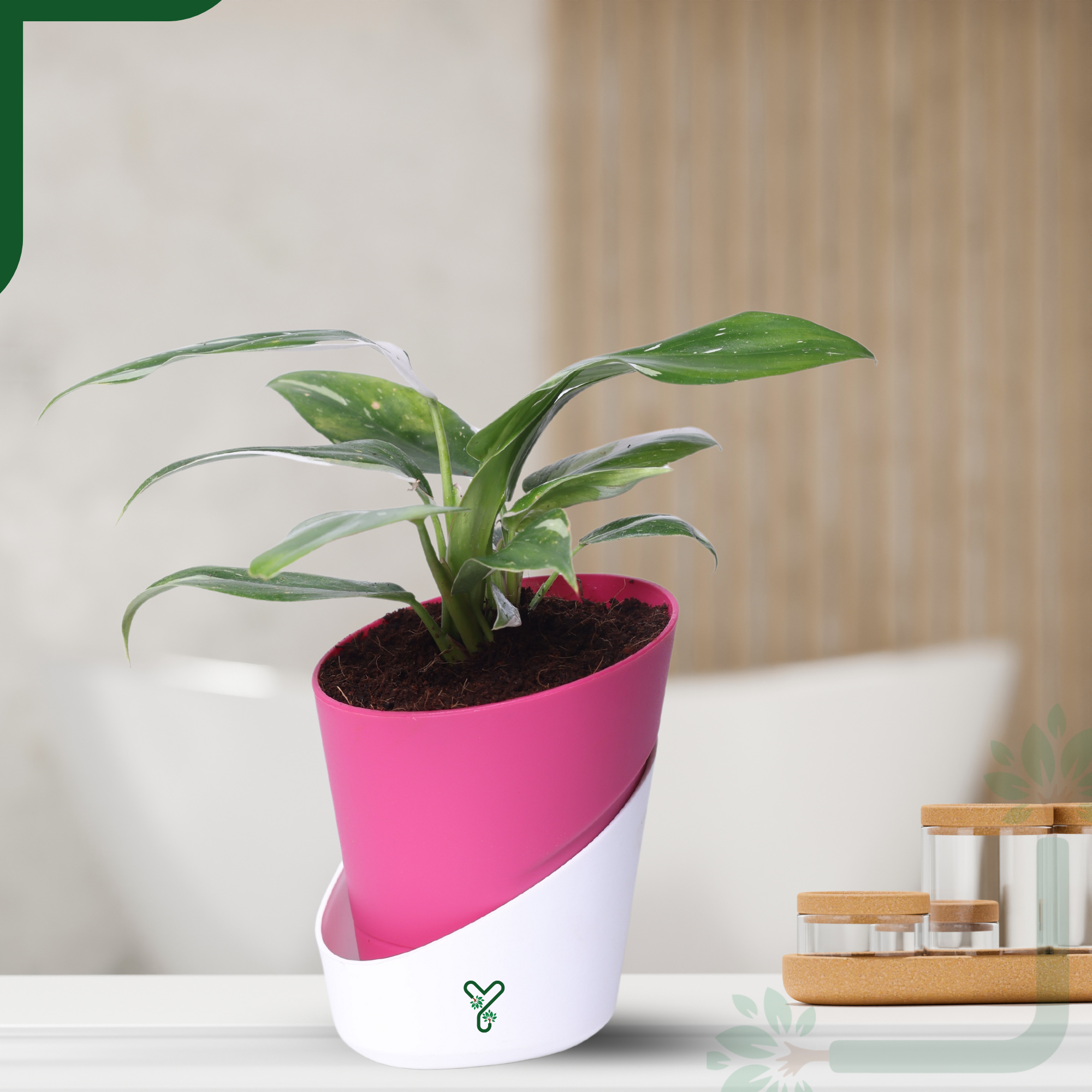 Philodendron White Princess Live Indoor Plant - Rare Beauty & Vastu Compliant_0