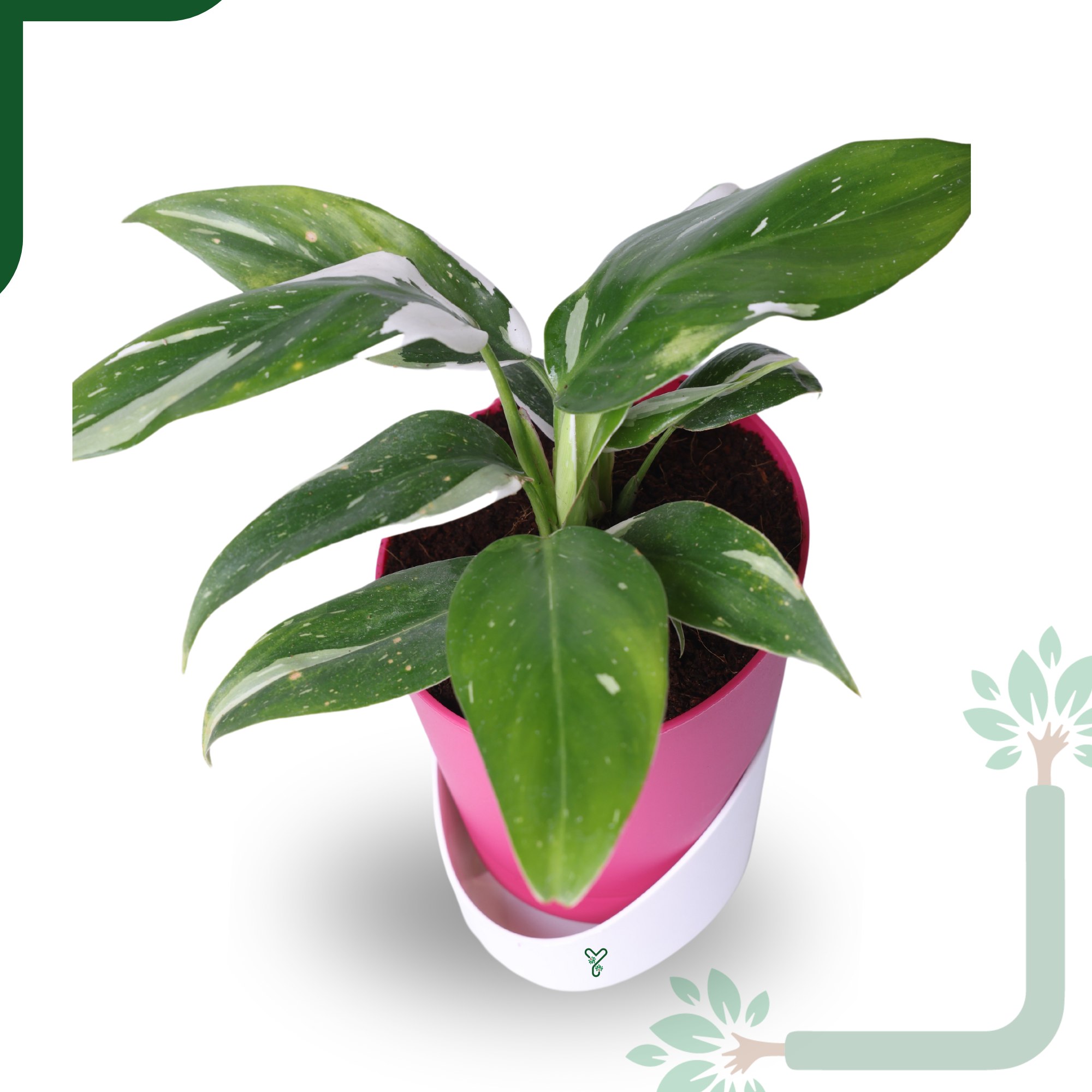 Philodendron White Princess Live Indoor Plant - Rare Beauty & Vastu Compliant_1