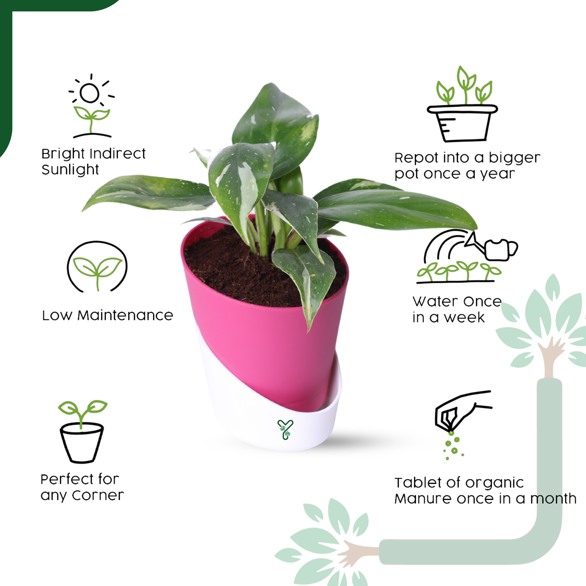 Philodendron White Princess Live Indoor Plant - Rare Beauty & Vastu Compliant_2