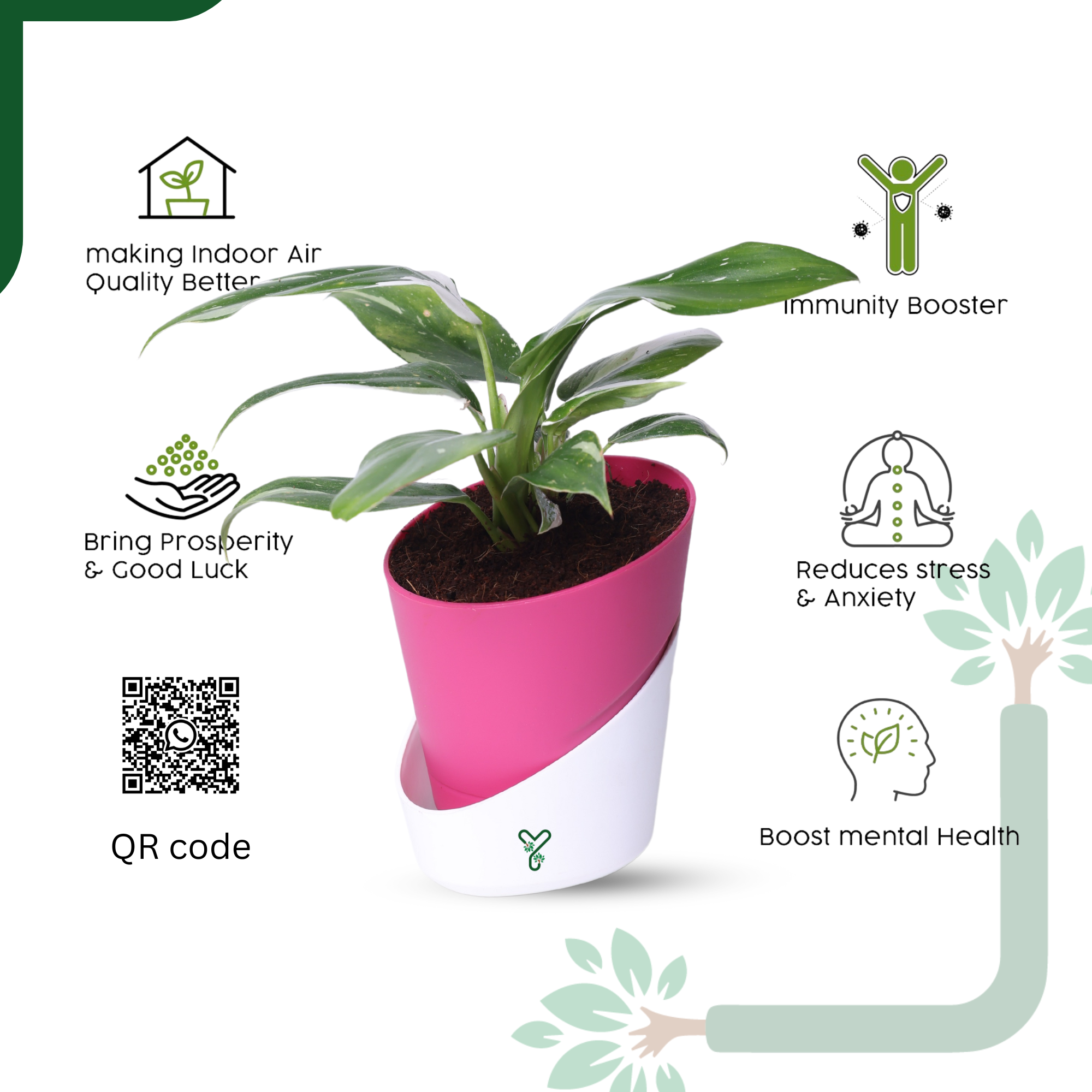 Philodendron White Princess Live Indoor Plant - Rare Beauty & Vastu Compliant_3