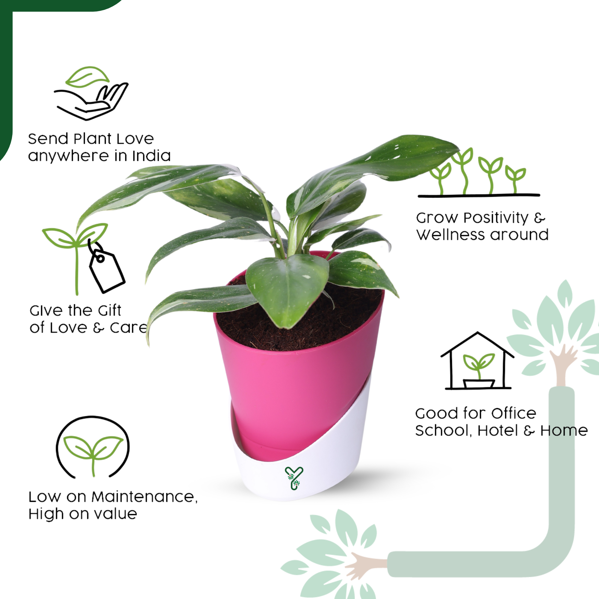 Philodendron White Princess Live Indoor Plant - Rare Beauty & Vastu Compliant_4
