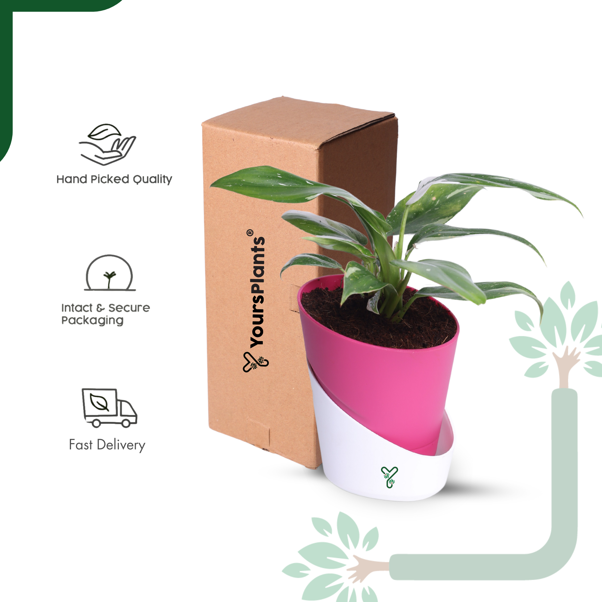 Philodendron White Princess Live Indoor Plant - Rare Beauty & Vastu Compliant_5