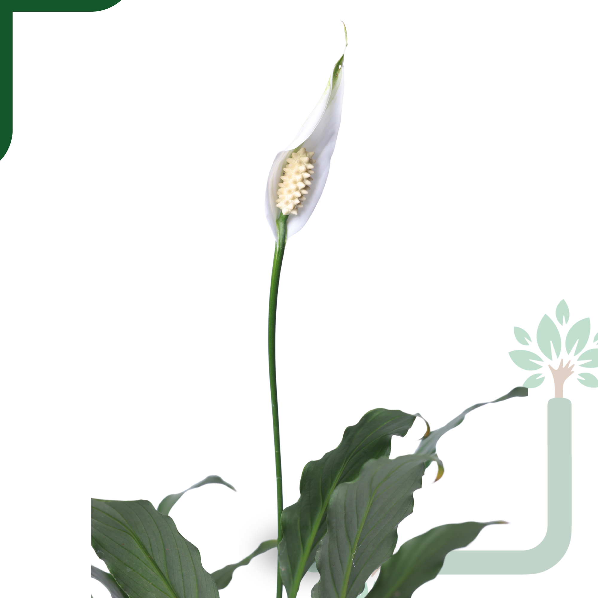 Peace Lily Plant by YoursPlants - Indoor Air Purifier & Elegant Bloom_1