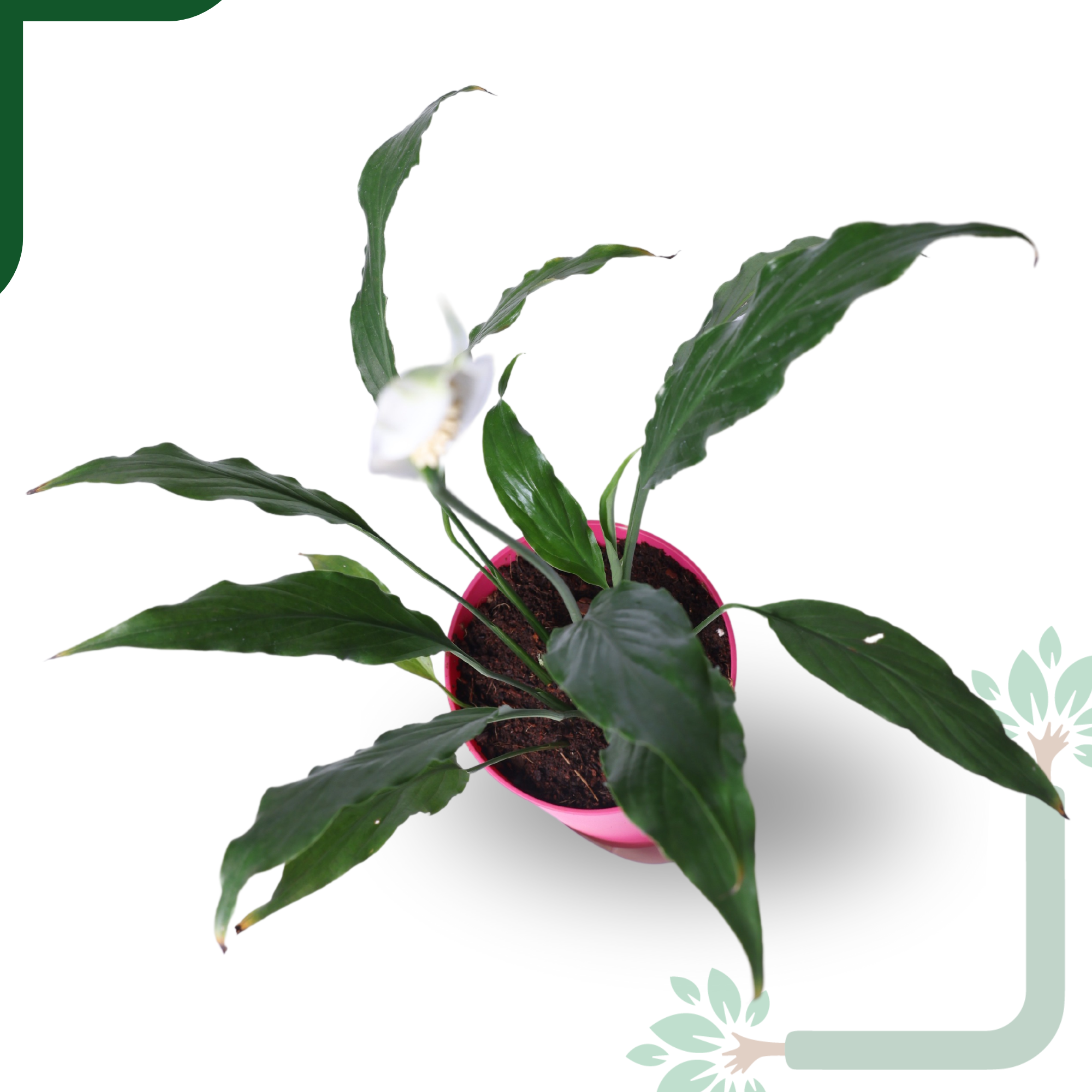 Peace Lily Plant by YoursPlants - Indoor Air Purifier & Elegant Bloom_2