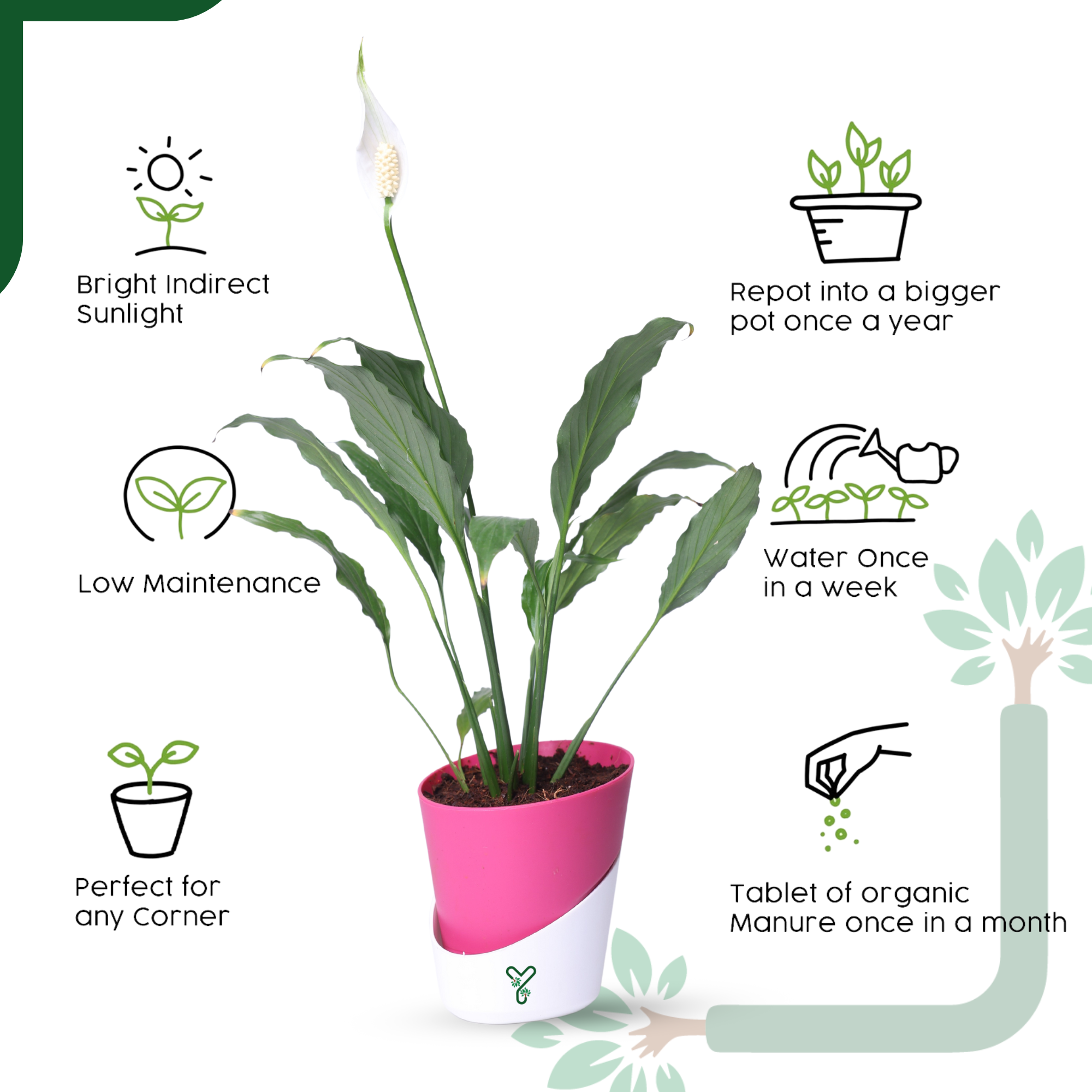 Peace Lily Plant by YoursPlants - Indoor Air Purifier & Elegant Bloom_3