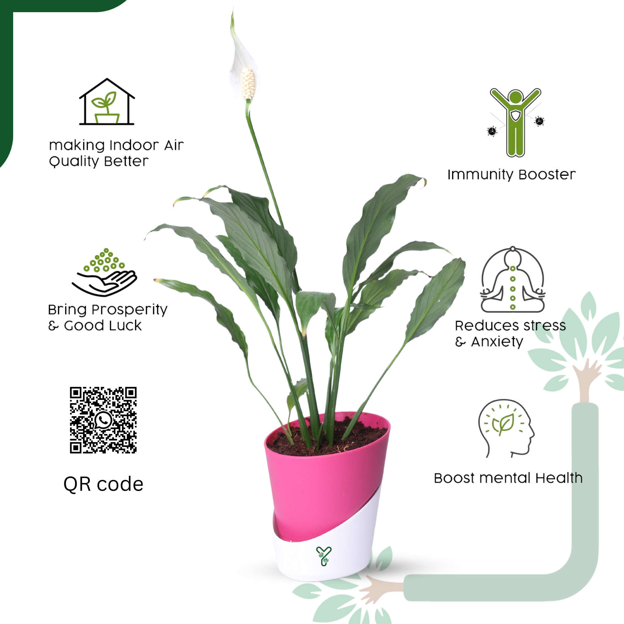 Peace Lily Plant by YoursPlants - Indoor Air Purifier & Elegant Bloom_4