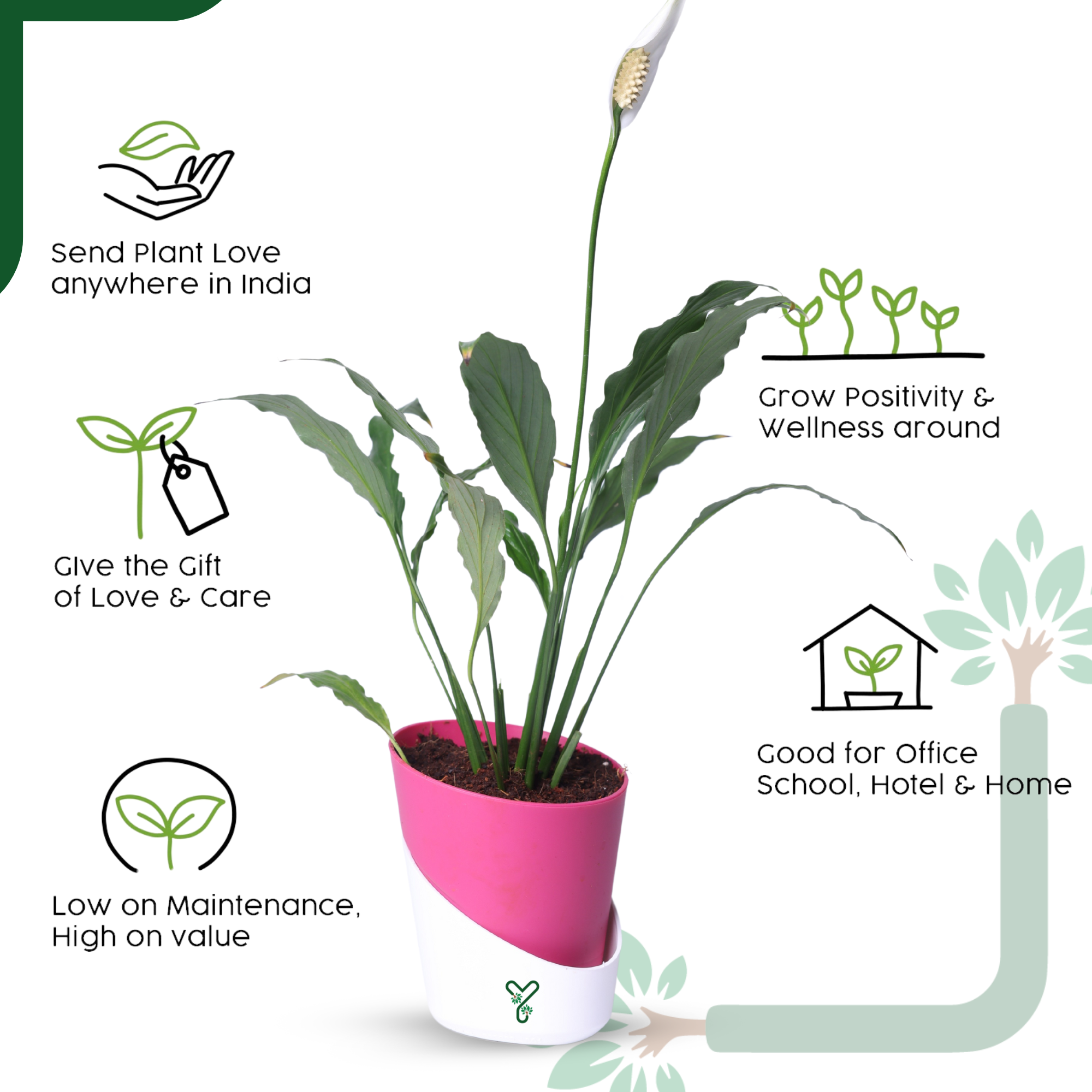Peace Lily Plant by YoursPlants - Indoor Air Purifier & Elegant Bloom_5