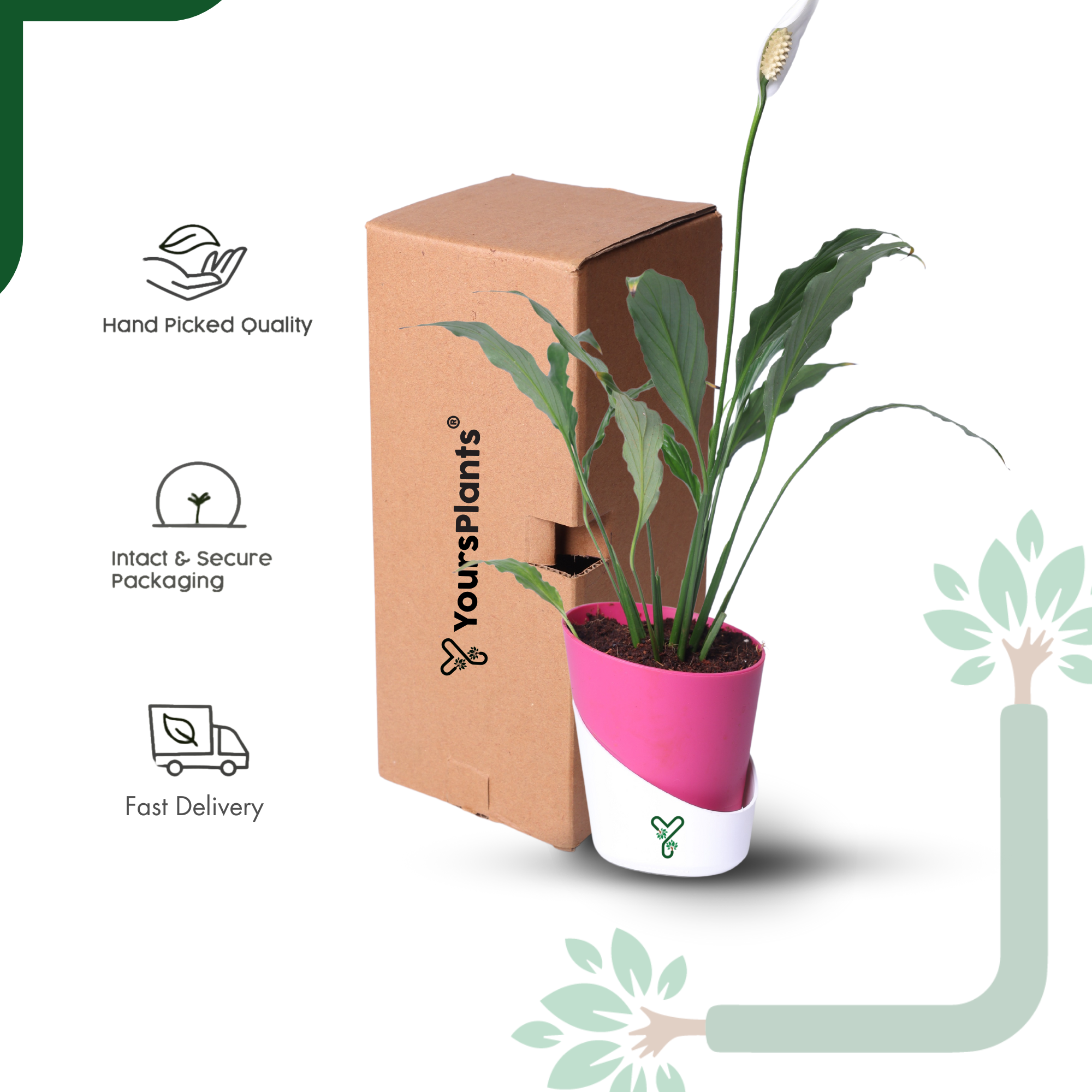 Peace Lily Plant by YoursPlants - Indoor Air Purifier & Elegant Bloom_6