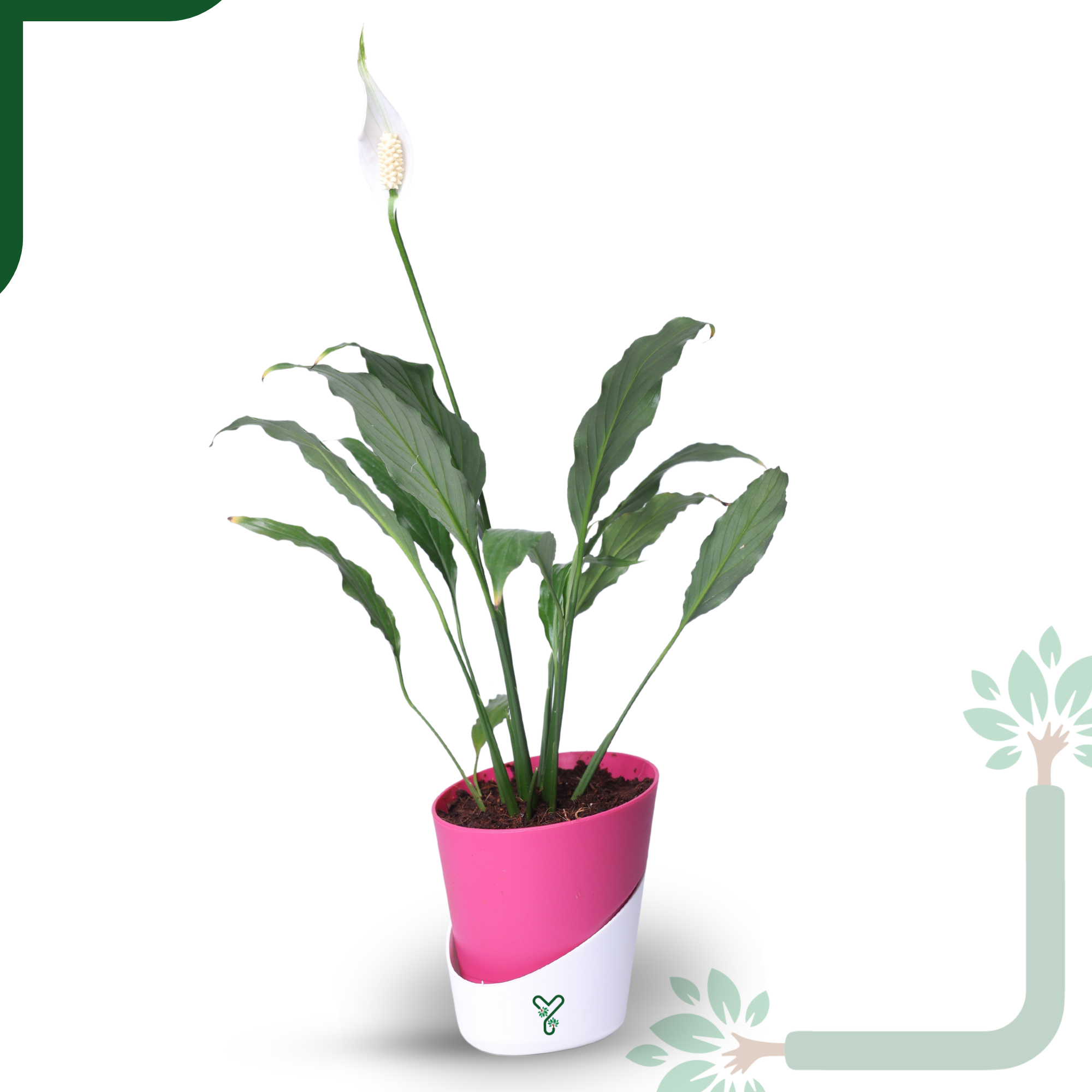 Peace Lily Plant by YoursPlants - Indoor Air Purifier & Elegant Bloom_7