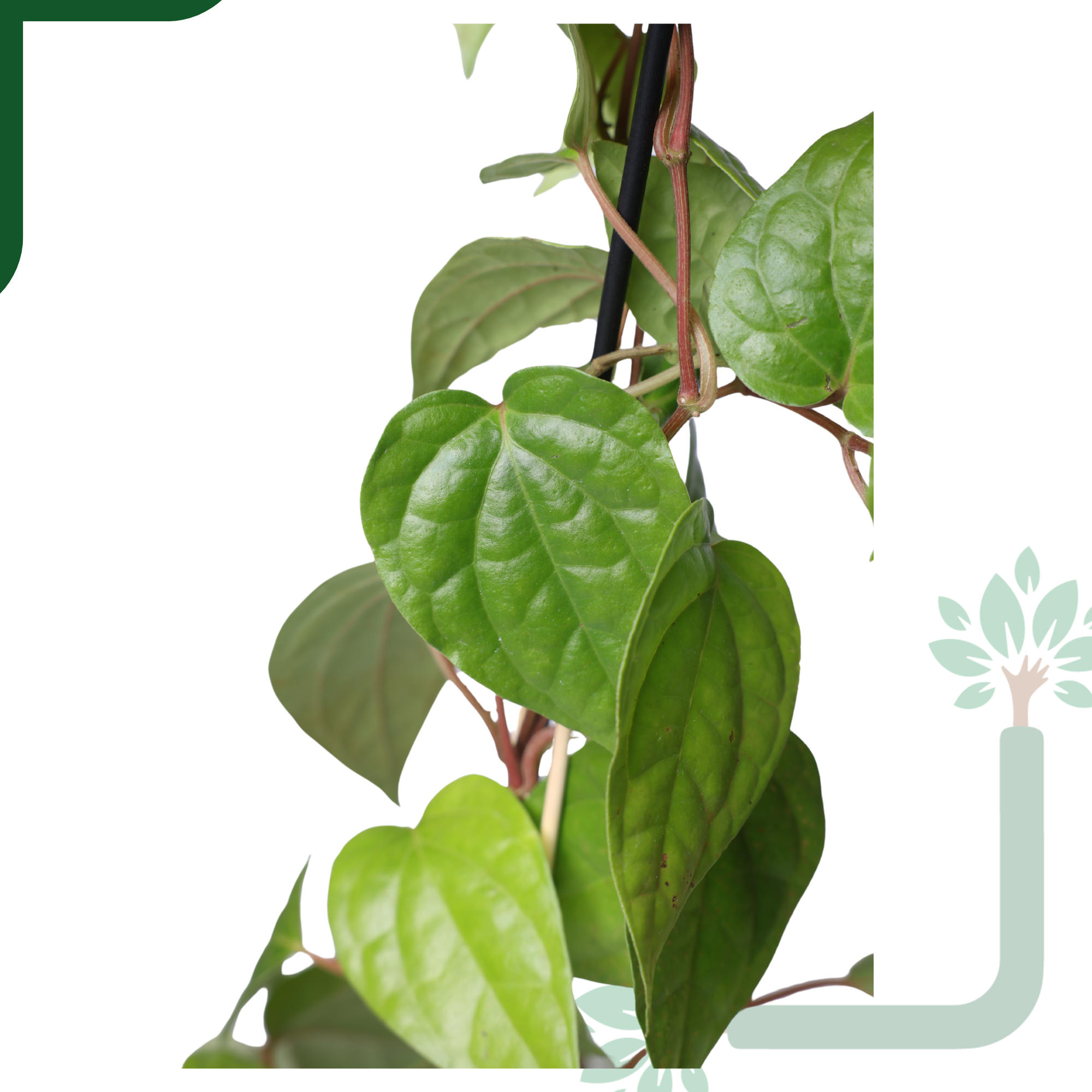Betel Leaf Plant (Paan) Live by YoursPlants - Medicinal Herb indoor Plants_1