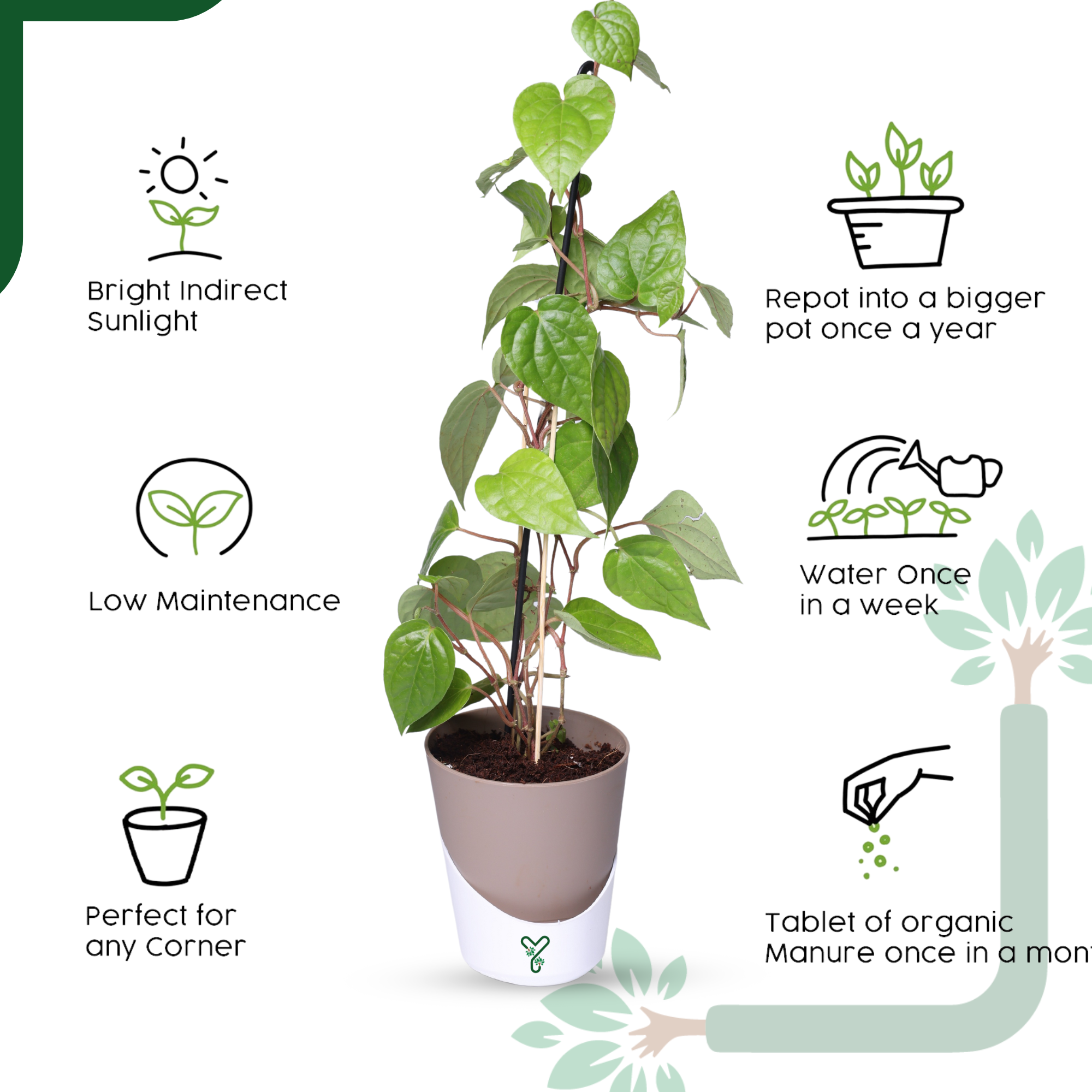 Betel Leaf Plant (Paan) Live by YoursPlants - Medicinal Herb indoor Plants_3