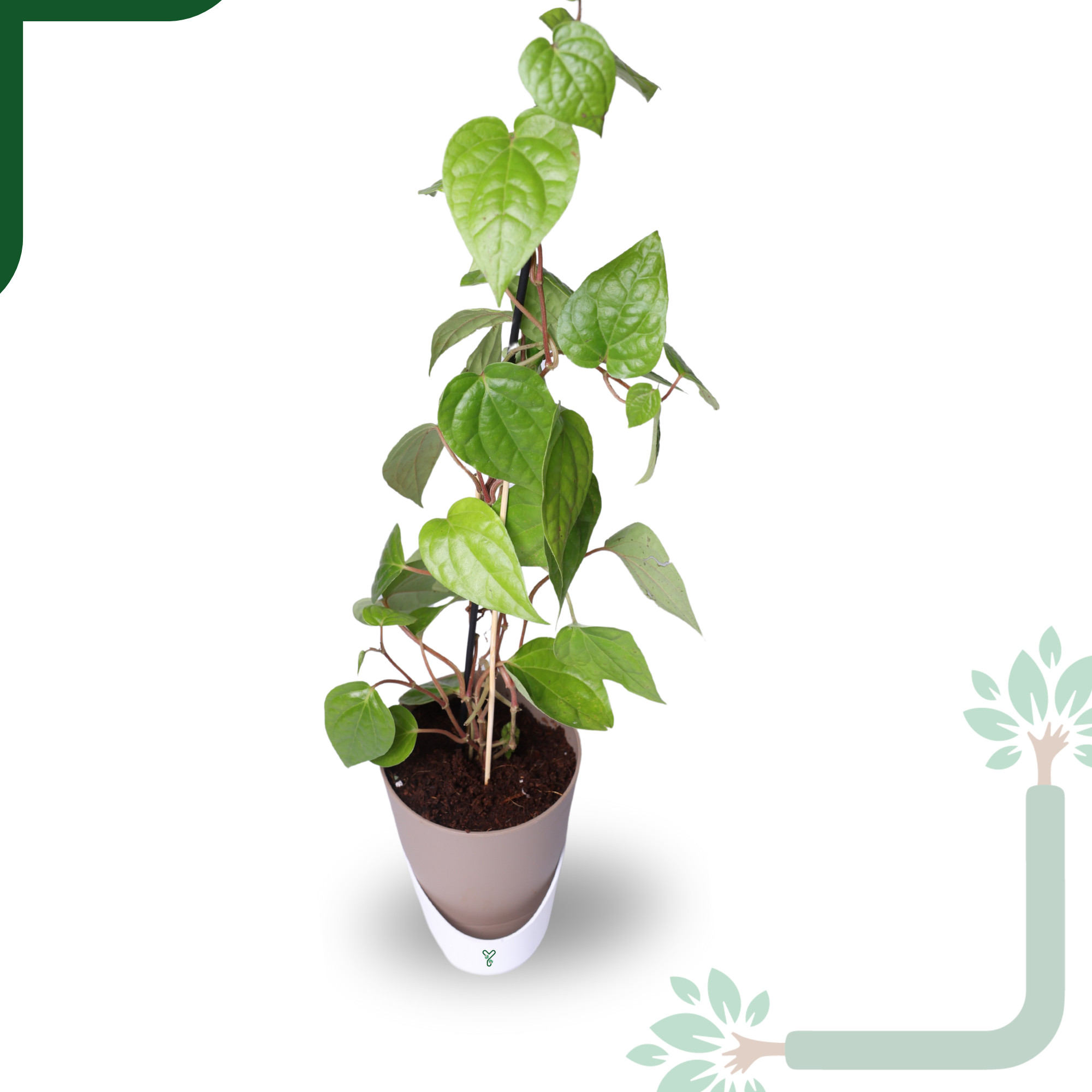 Betel Leaf Plant (Paan) Live by YoursPlants - Medicinal Herb indoor Plants_2
