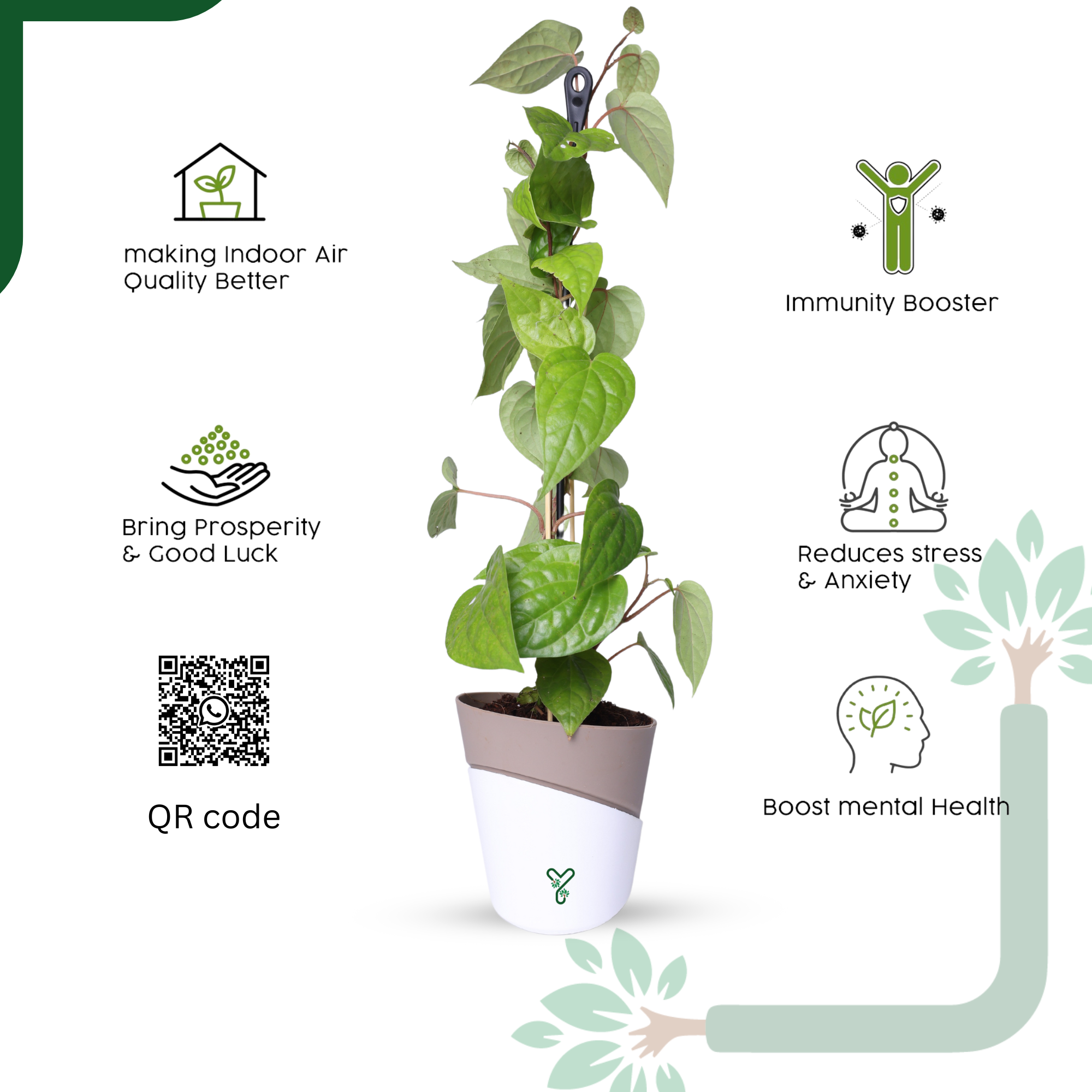 Betel Leaf Plant (Paan) Live by YoursPlants - Medicinal Herb indoor Plants_4