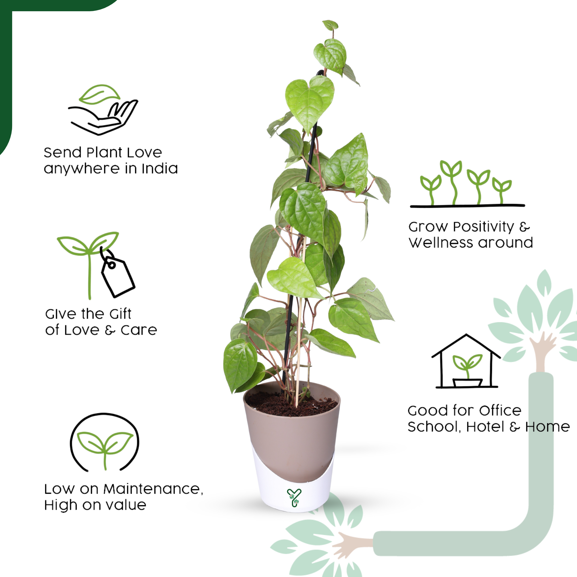 Betel Leaf Plant (Paan) Live by YoursPlants - Medicinal Herb indoor Plants_5