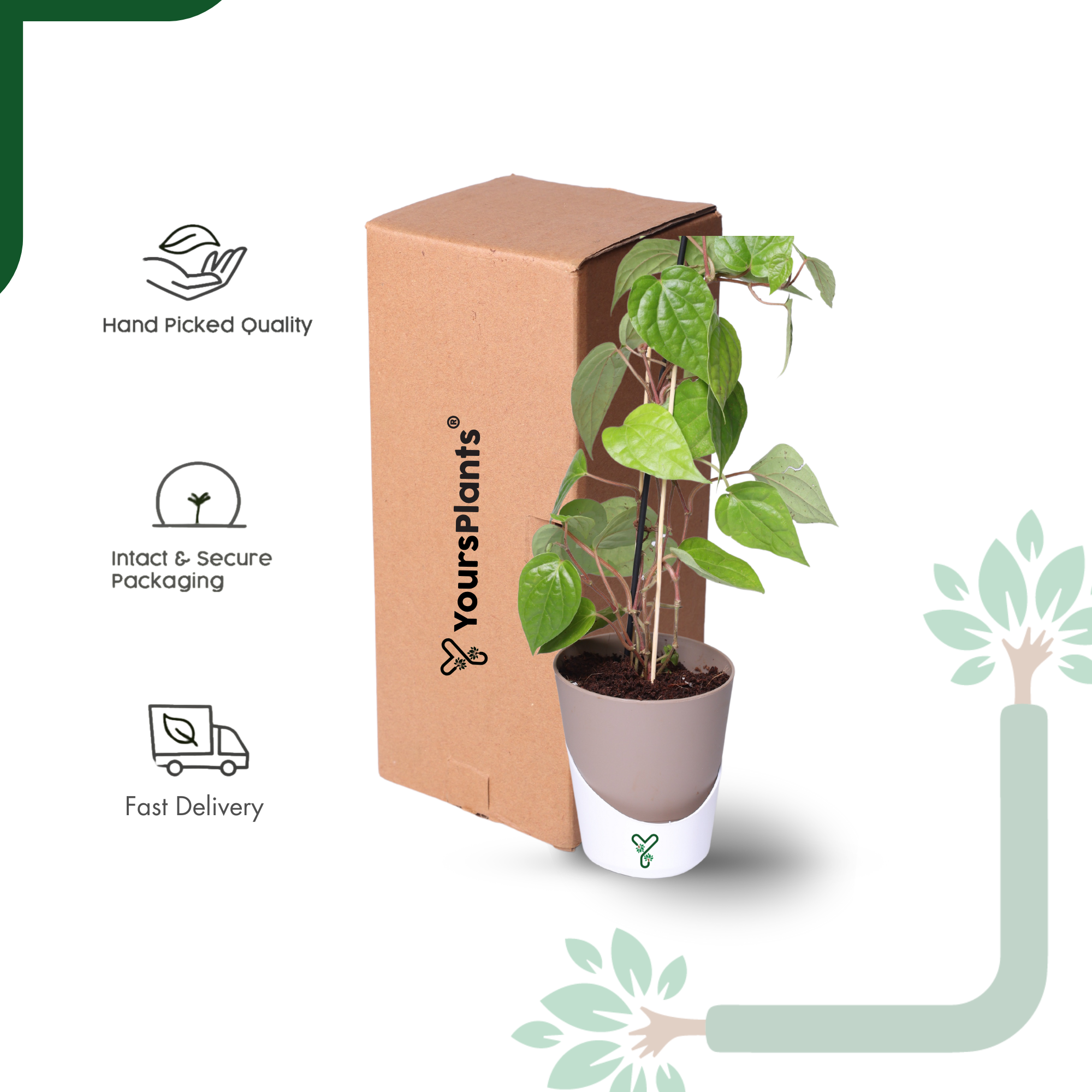Betel Leaf Plant (Paan) Live by YoursPlants - Medicinal Herb indoor Plants_6